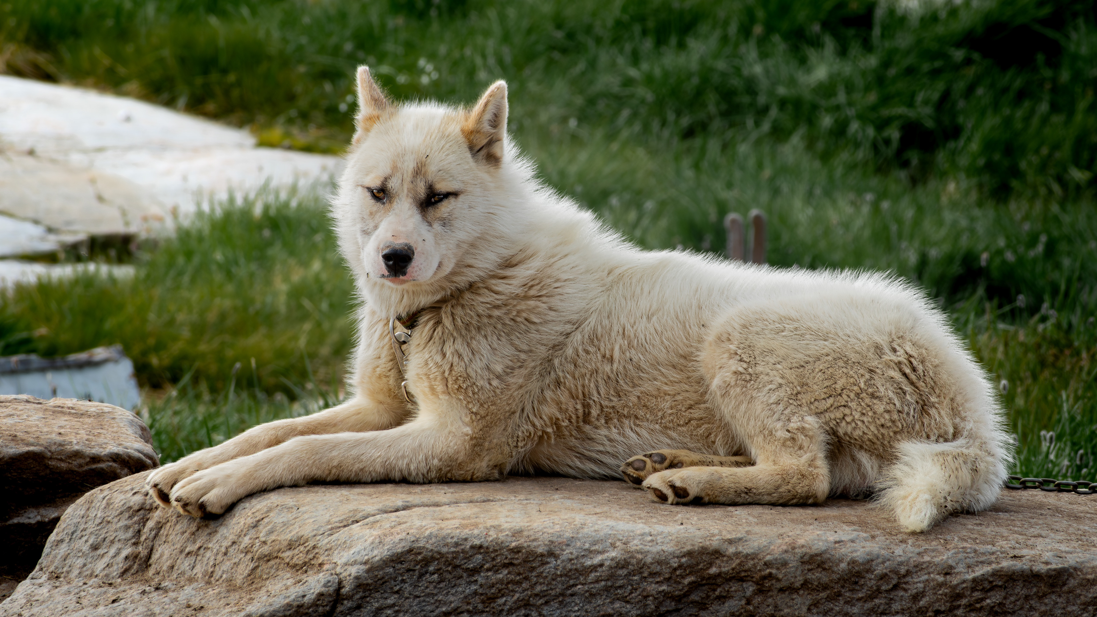Greenland Dog - Oqaatsut