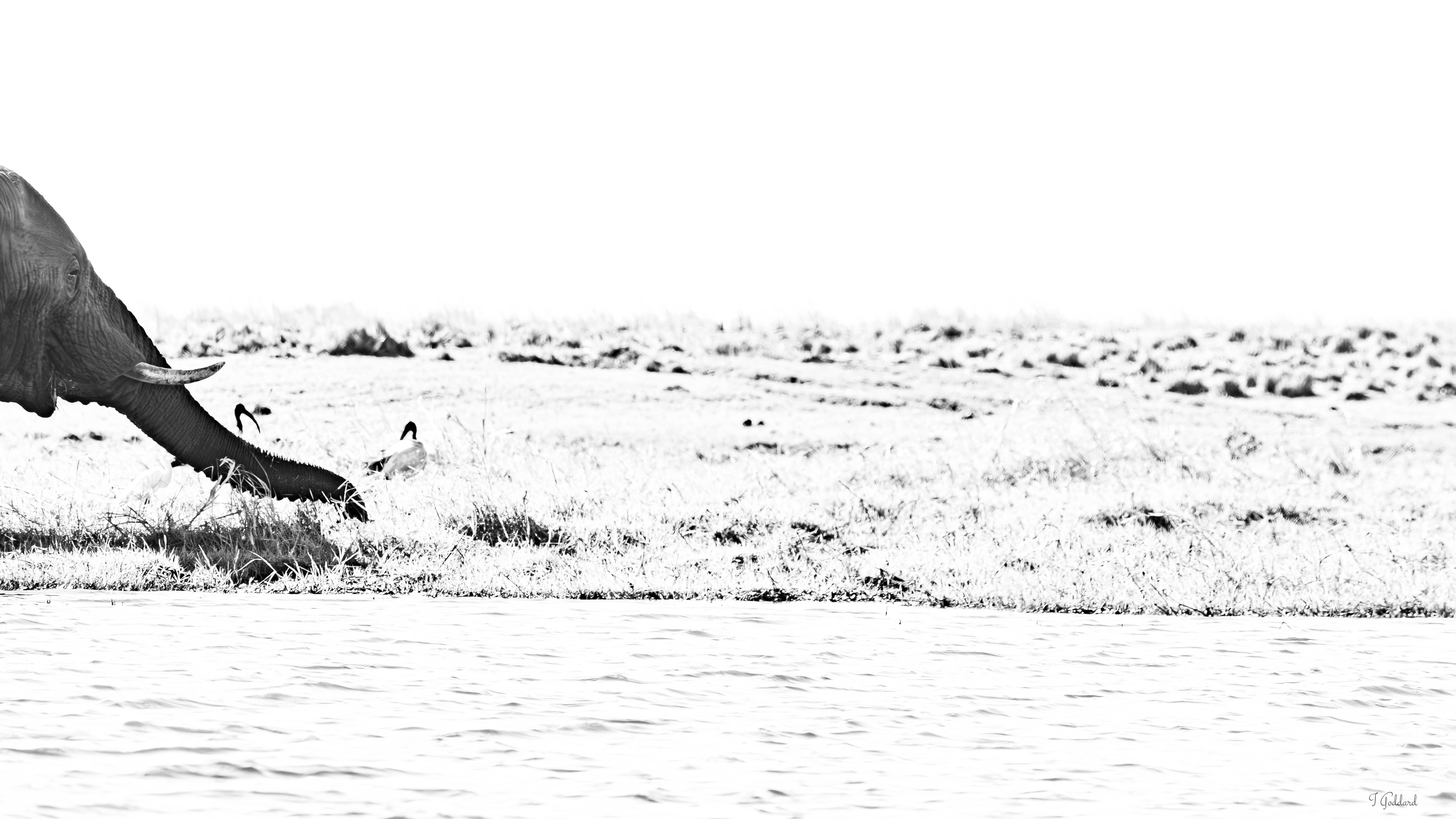 Elephant - Chobe National Park