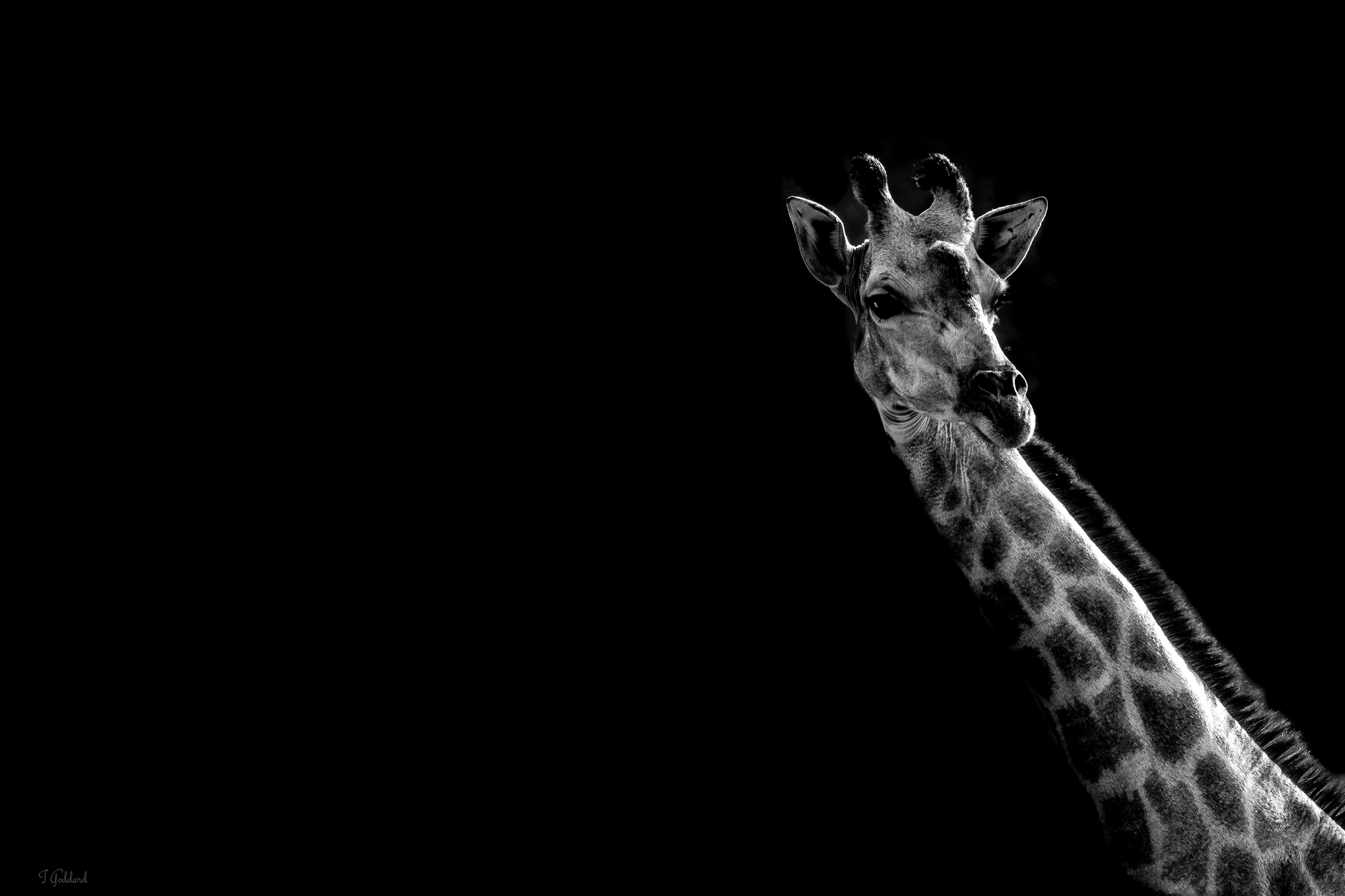Giraffe - Matopos National Park