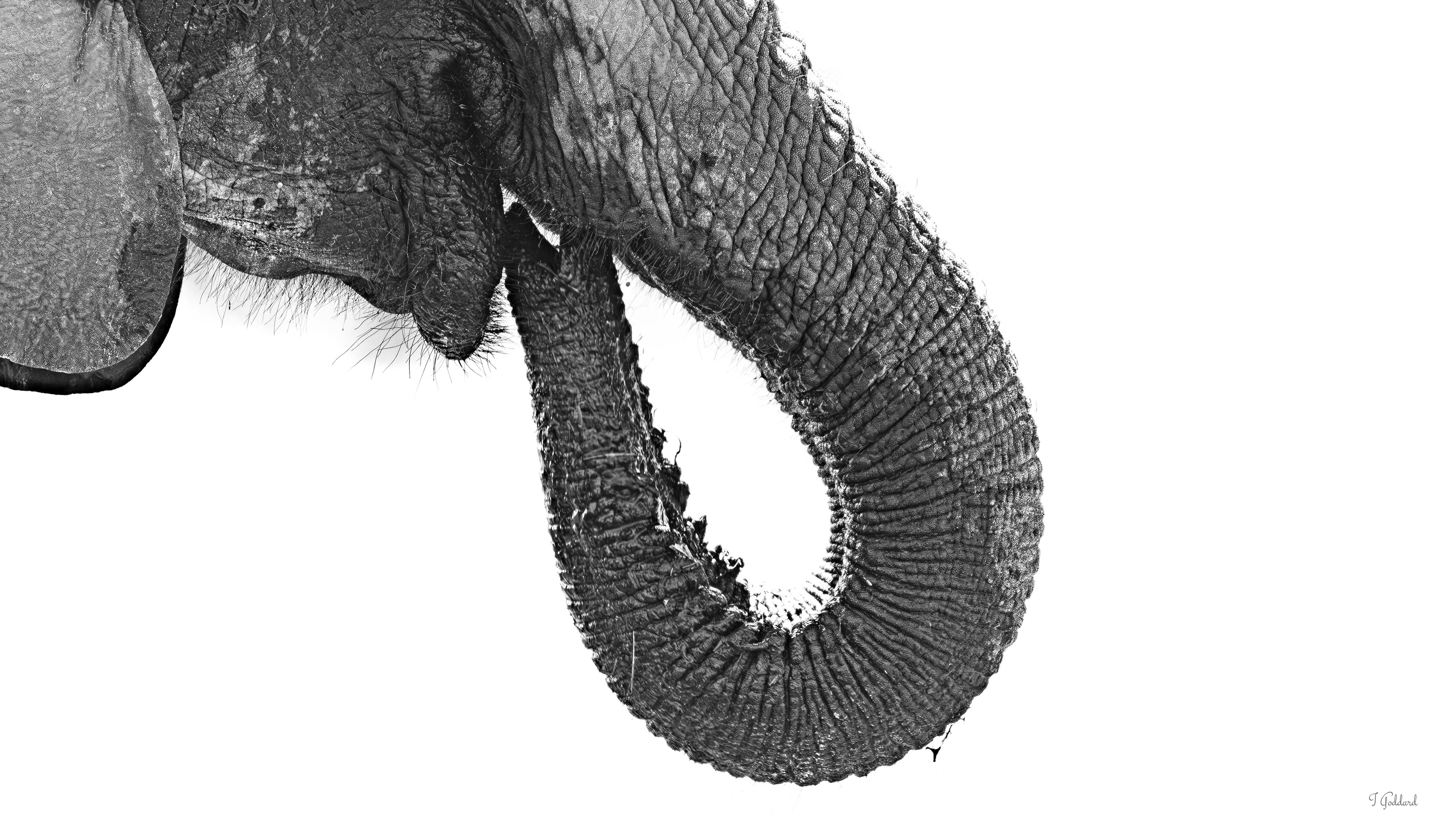 Elephant - Chobe National Park