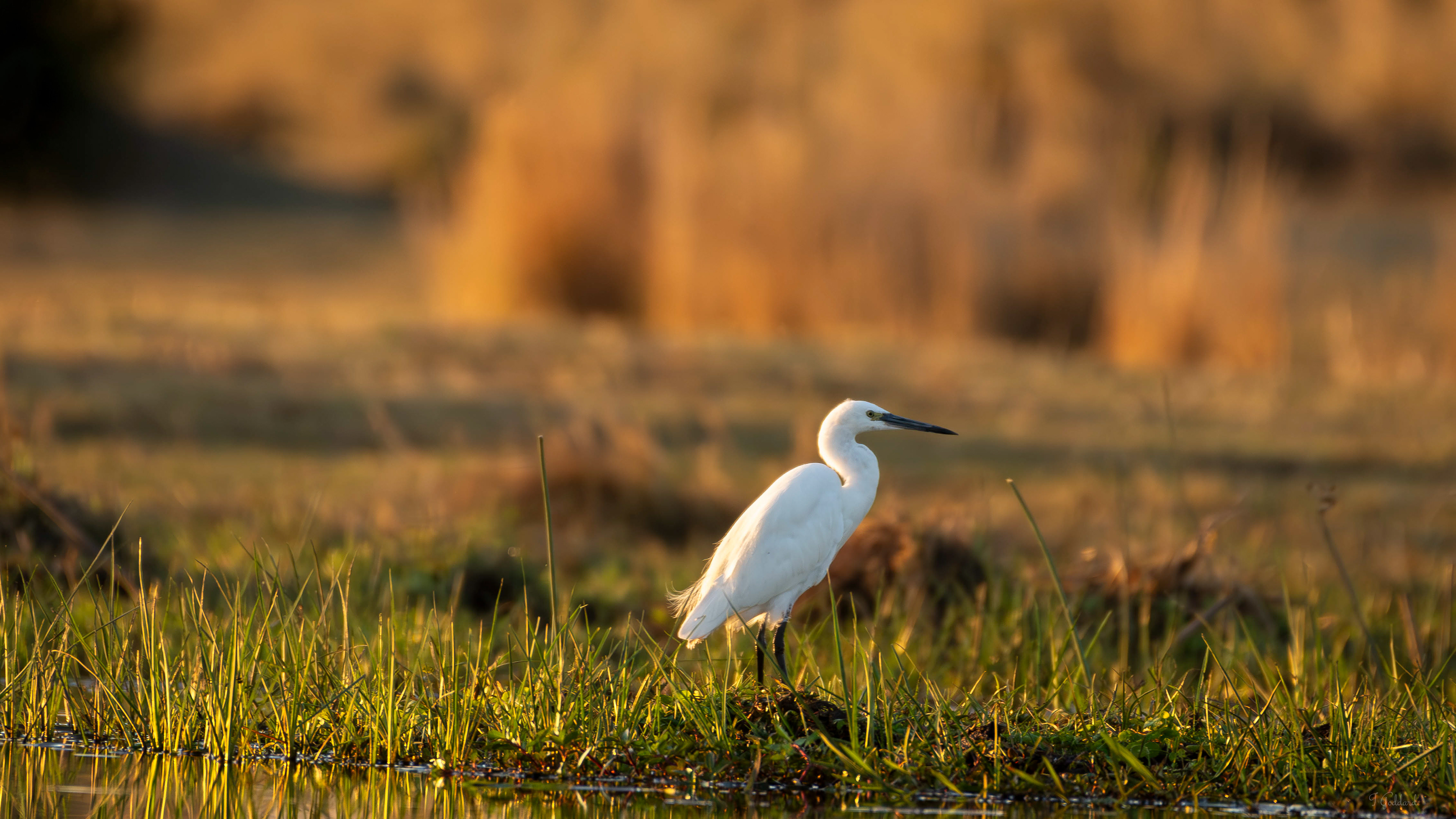 Little Egret - Botswana