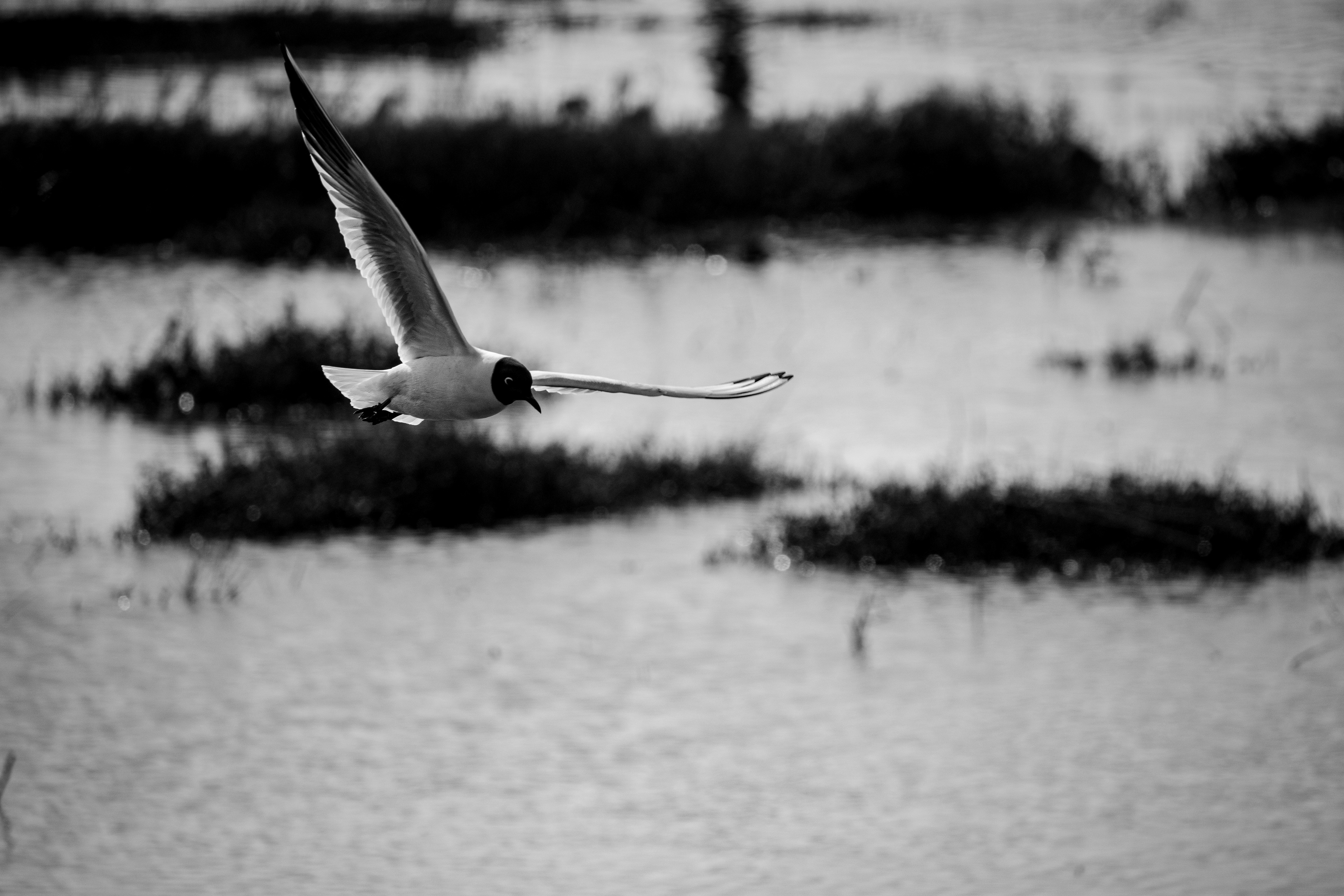 Black Headed Gull - UK