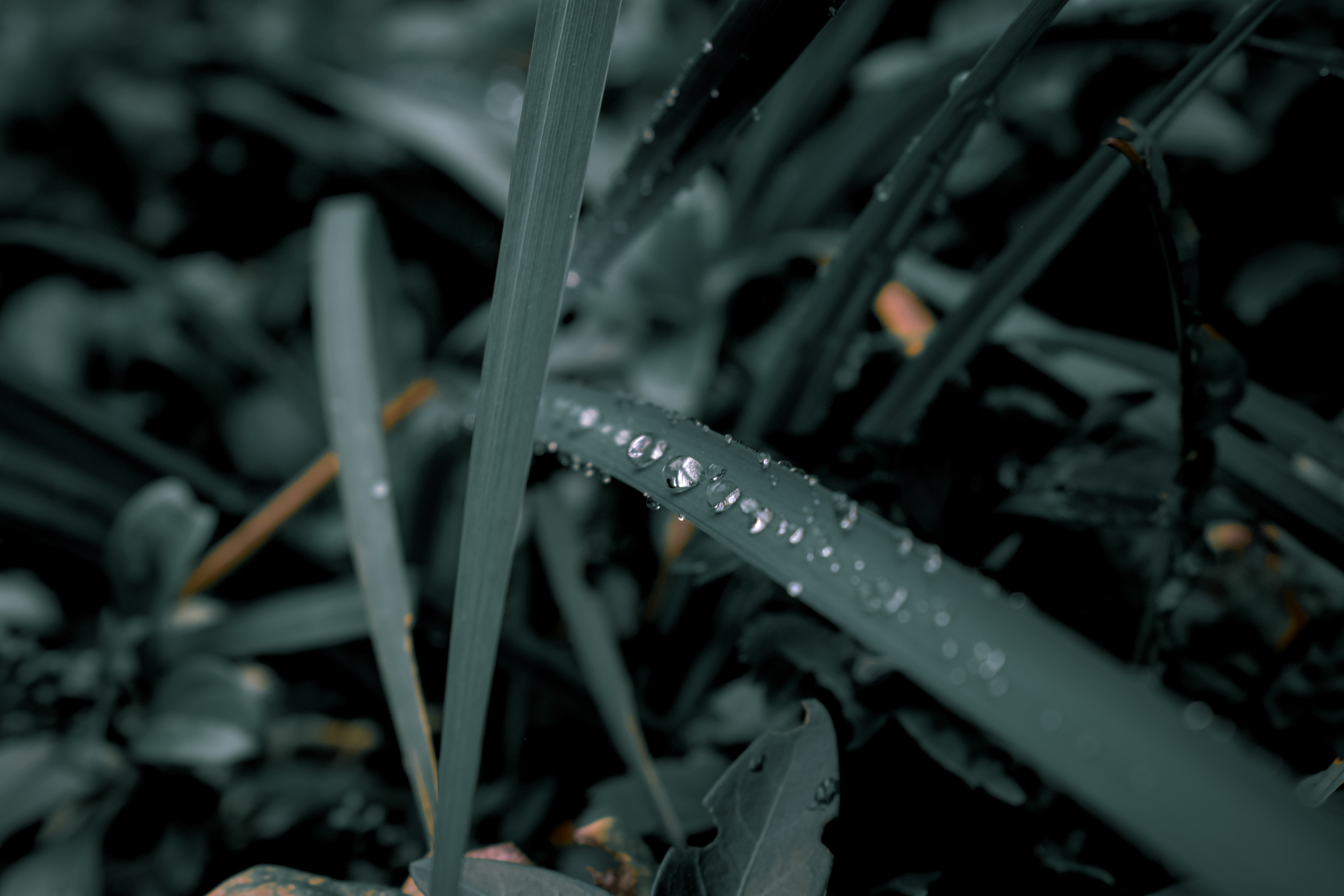 Leaves, Eden Project, UK