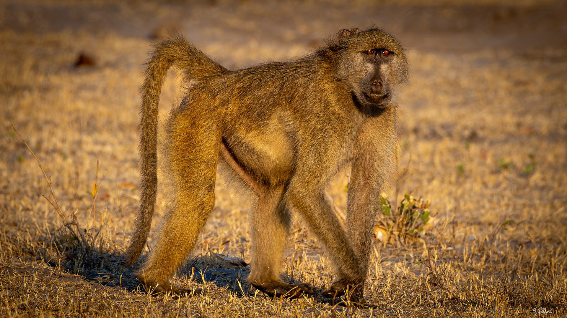 Baboon - Hwange National Park