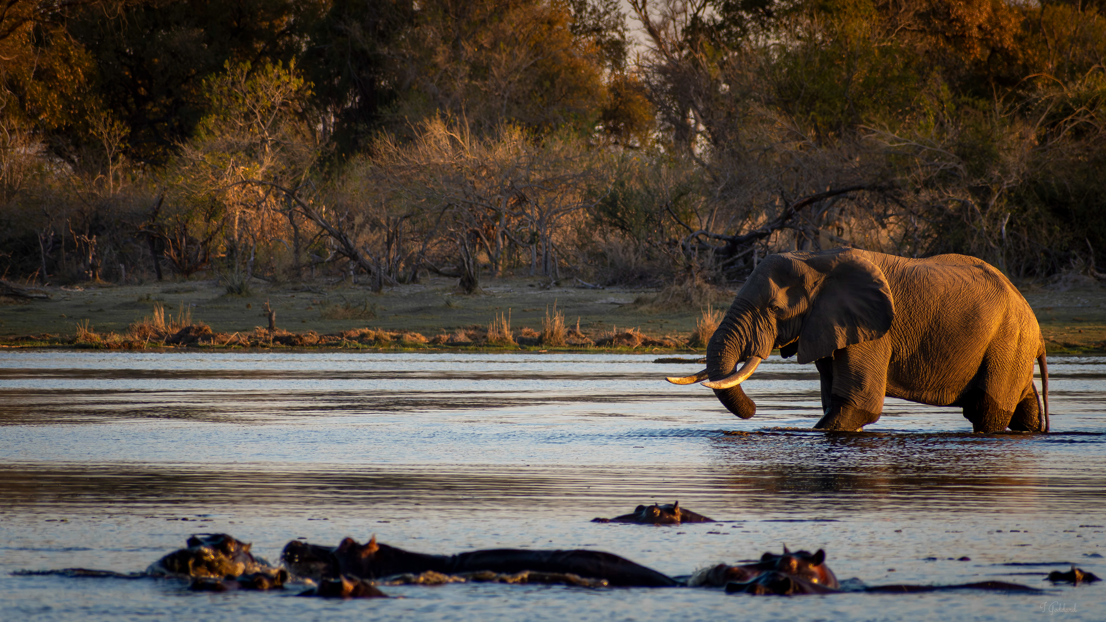 Elephant and Hippo - Chobe National Park