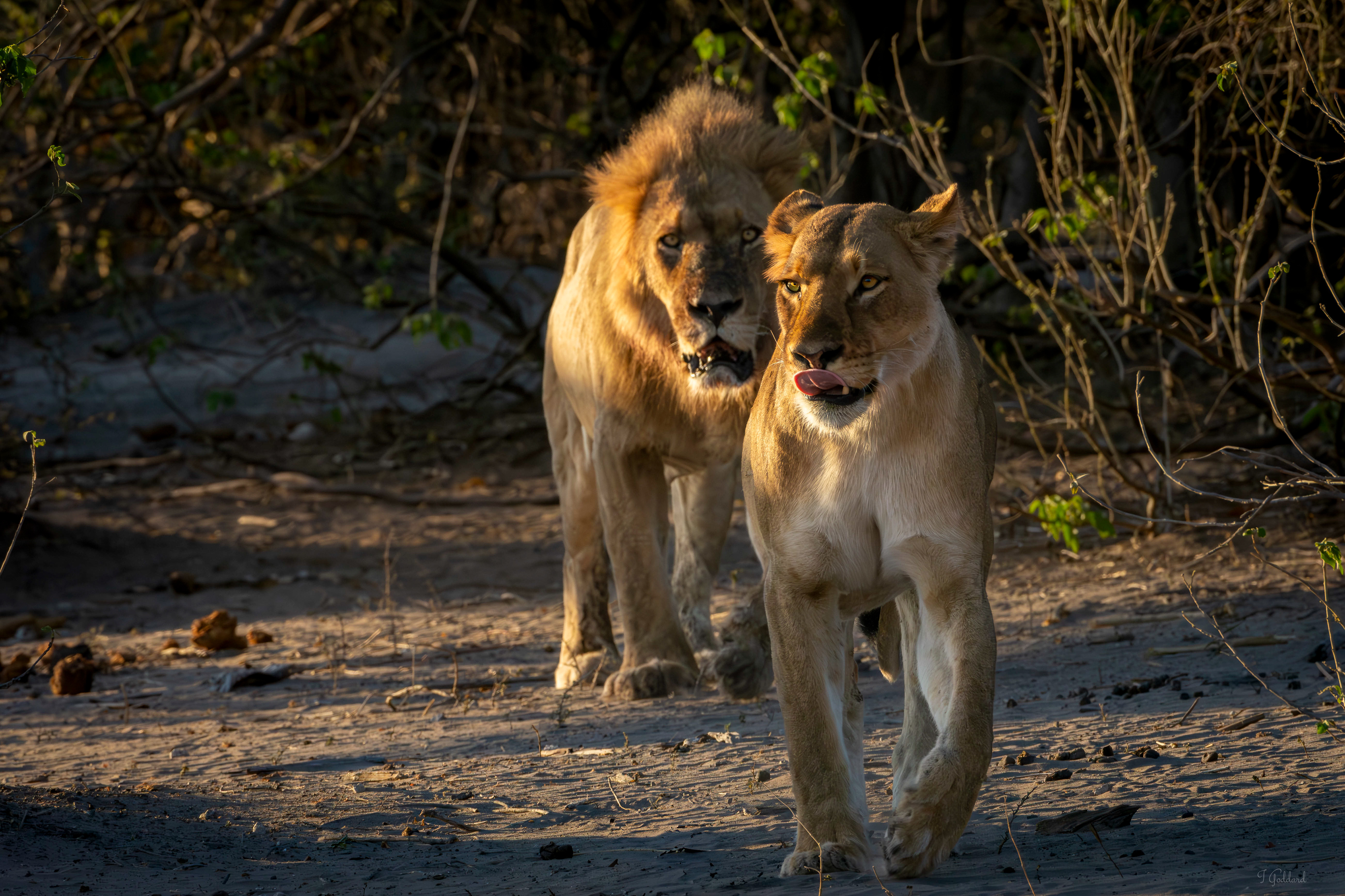 Lion - Chobe National Park