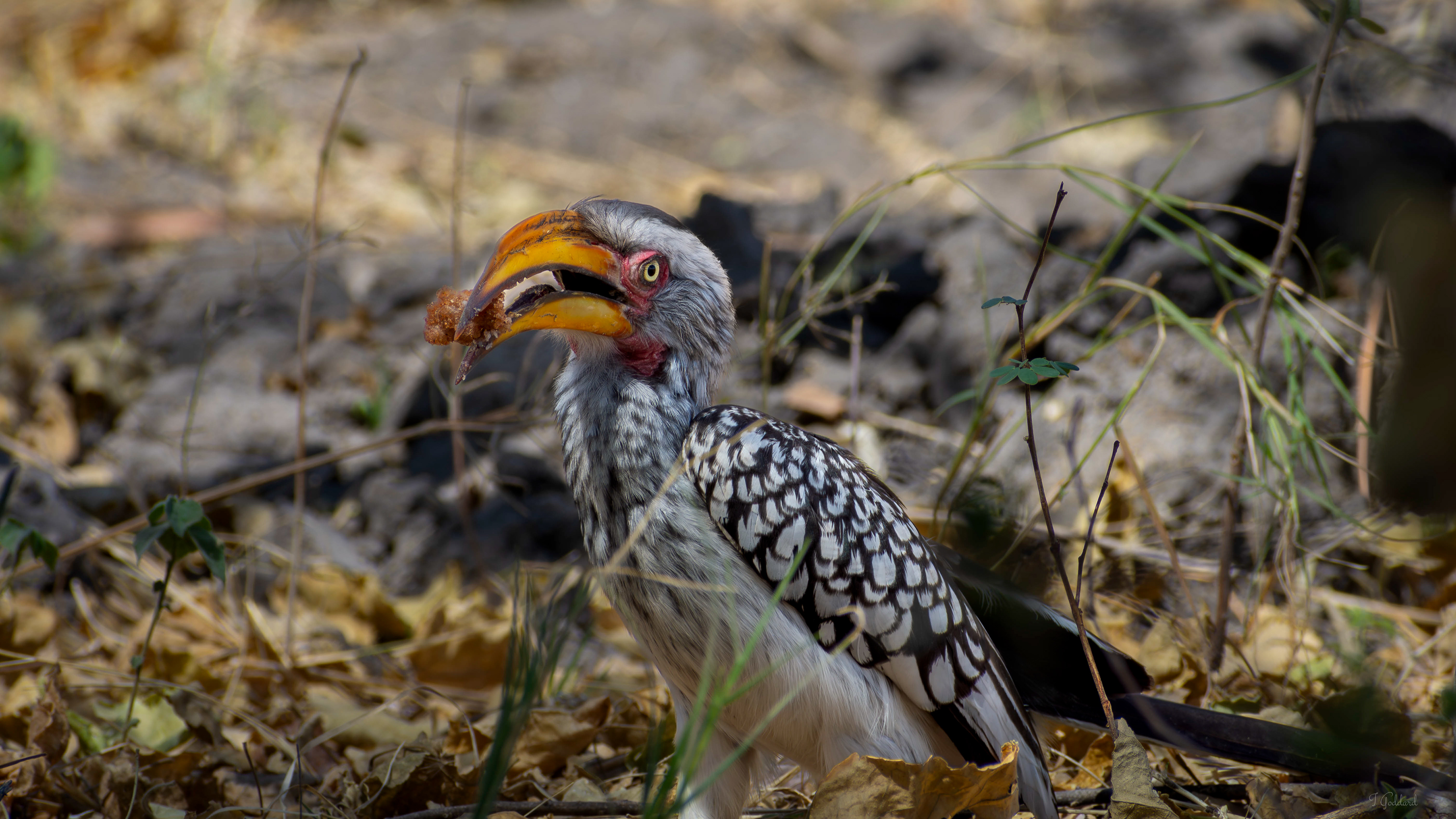 Yellow Billed Hornbill - Okavango Delta