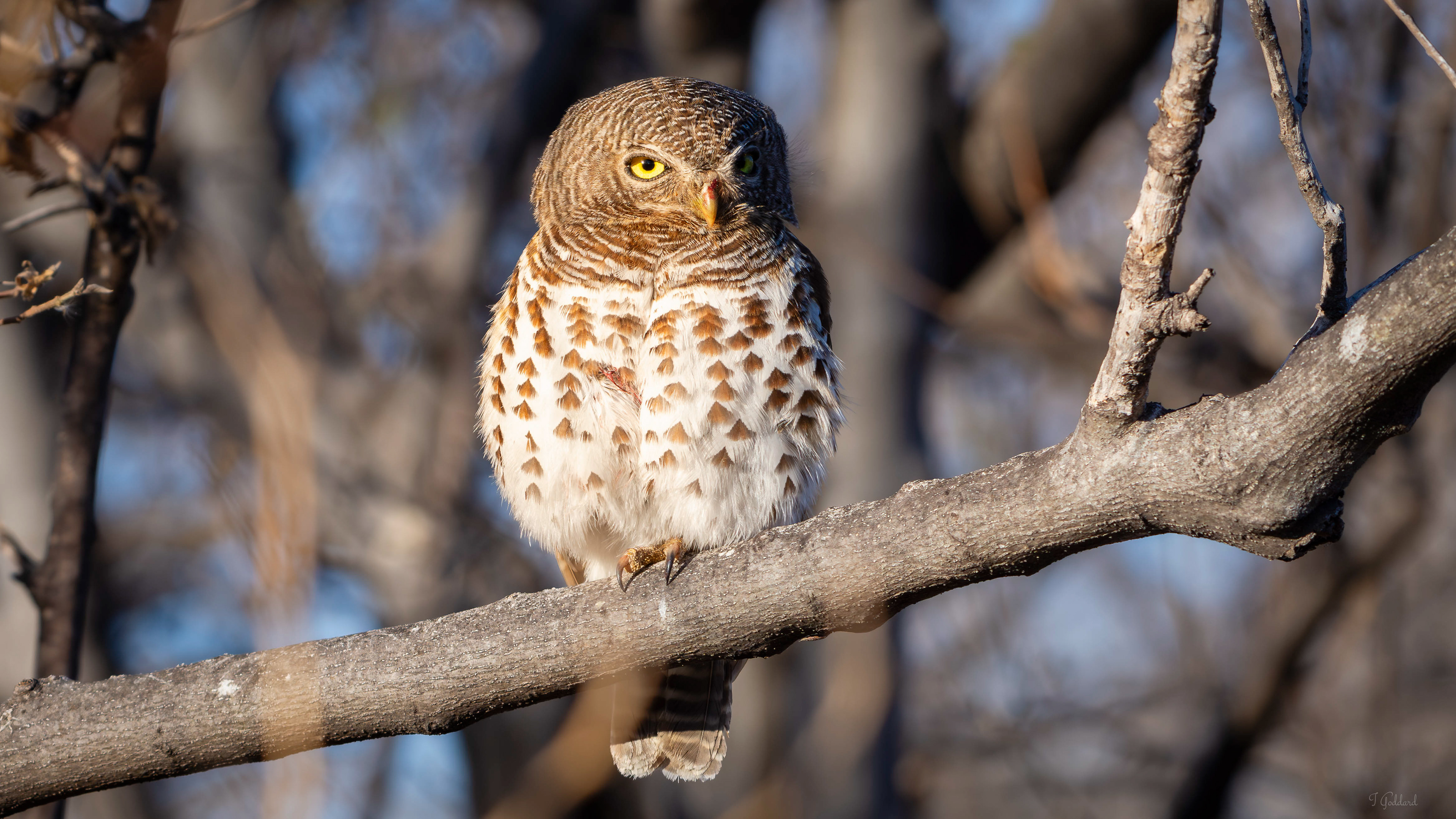 African Barred Owlet - Botswana