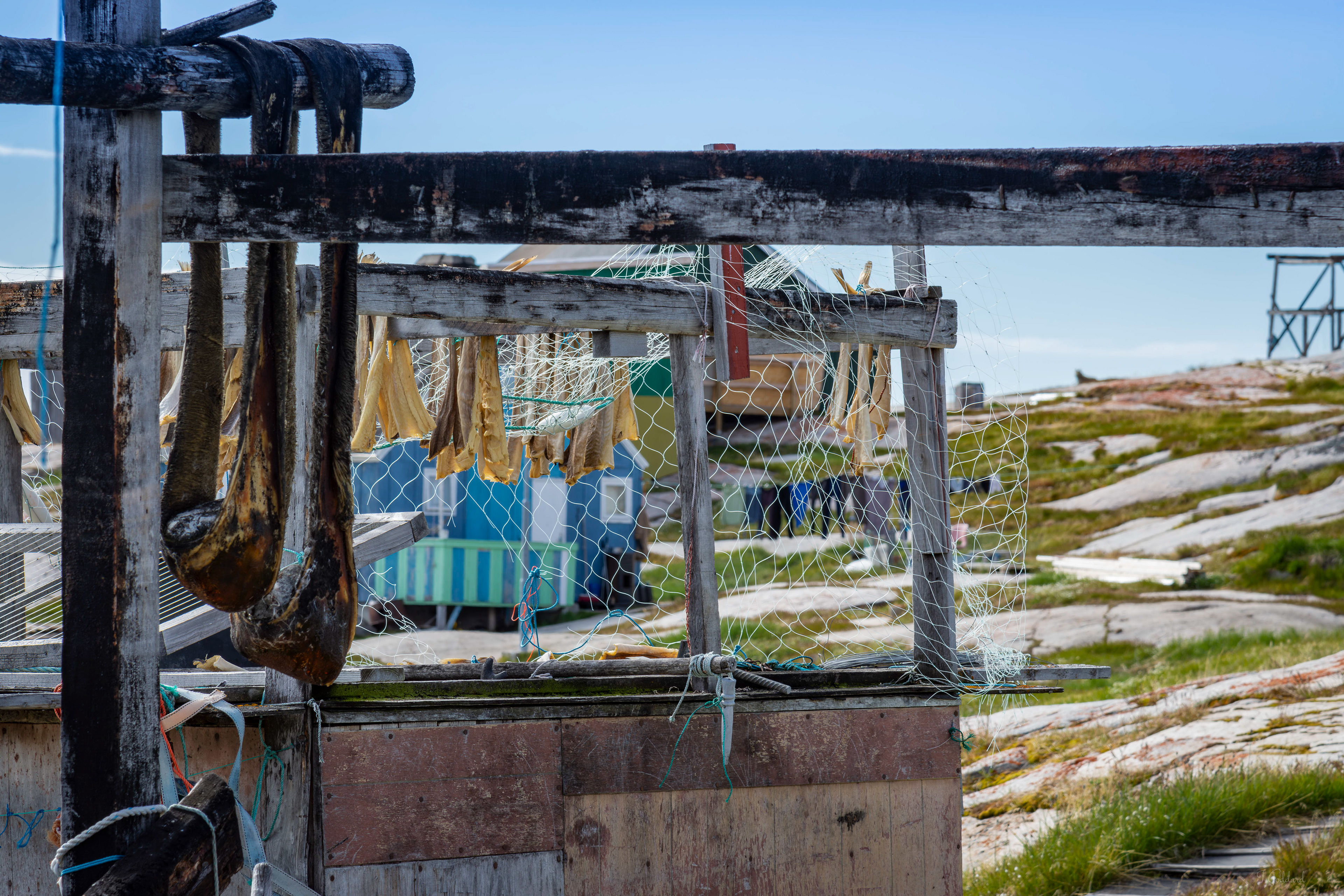 Drying Fish and Nets - Greenland