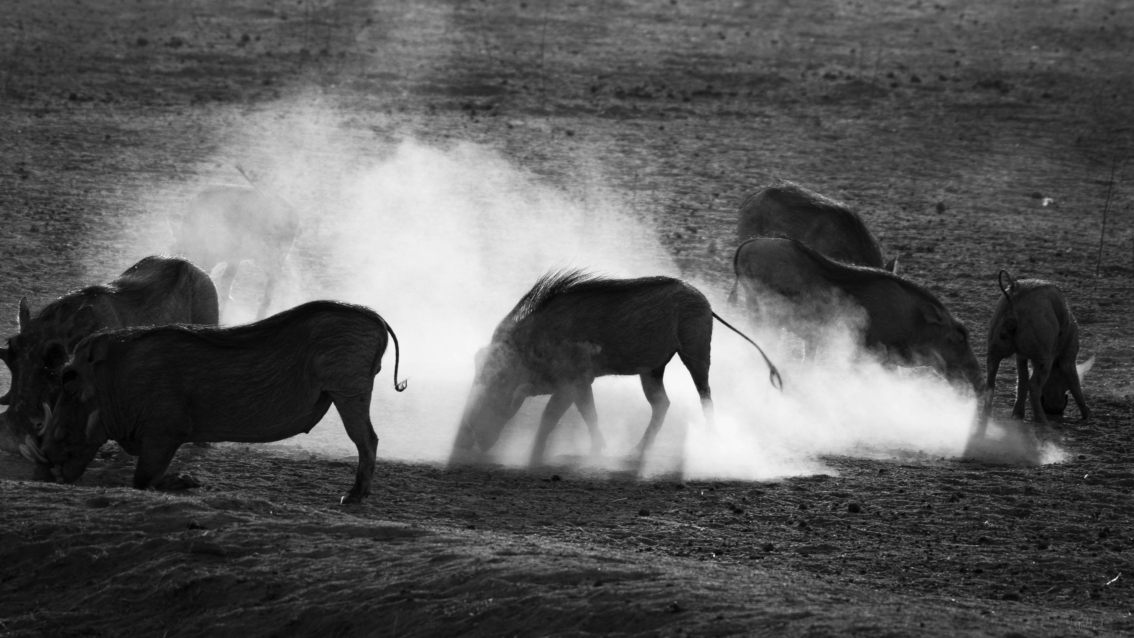 Warthogs - Matopos National Park