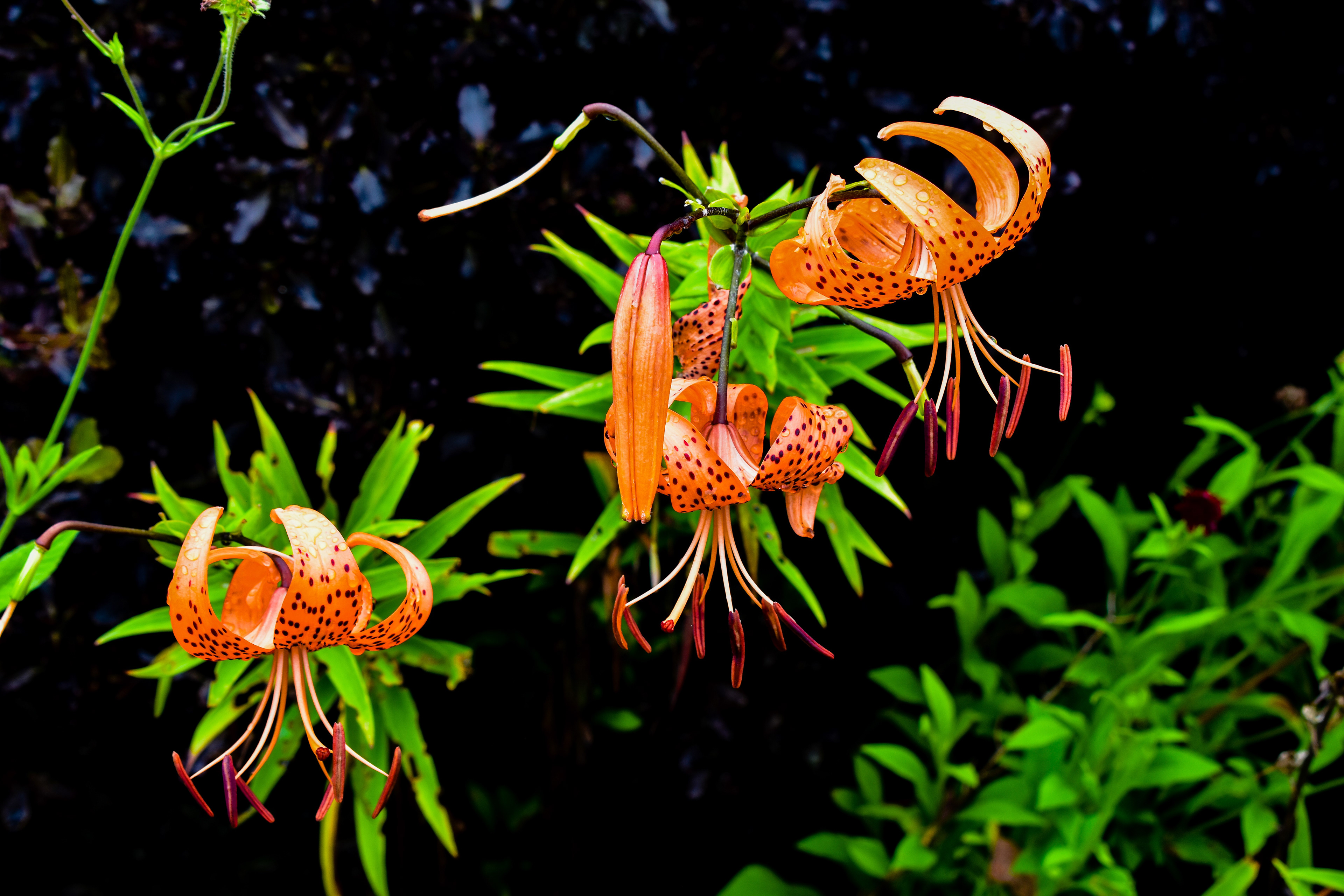 Flowers, Eden Project, UK