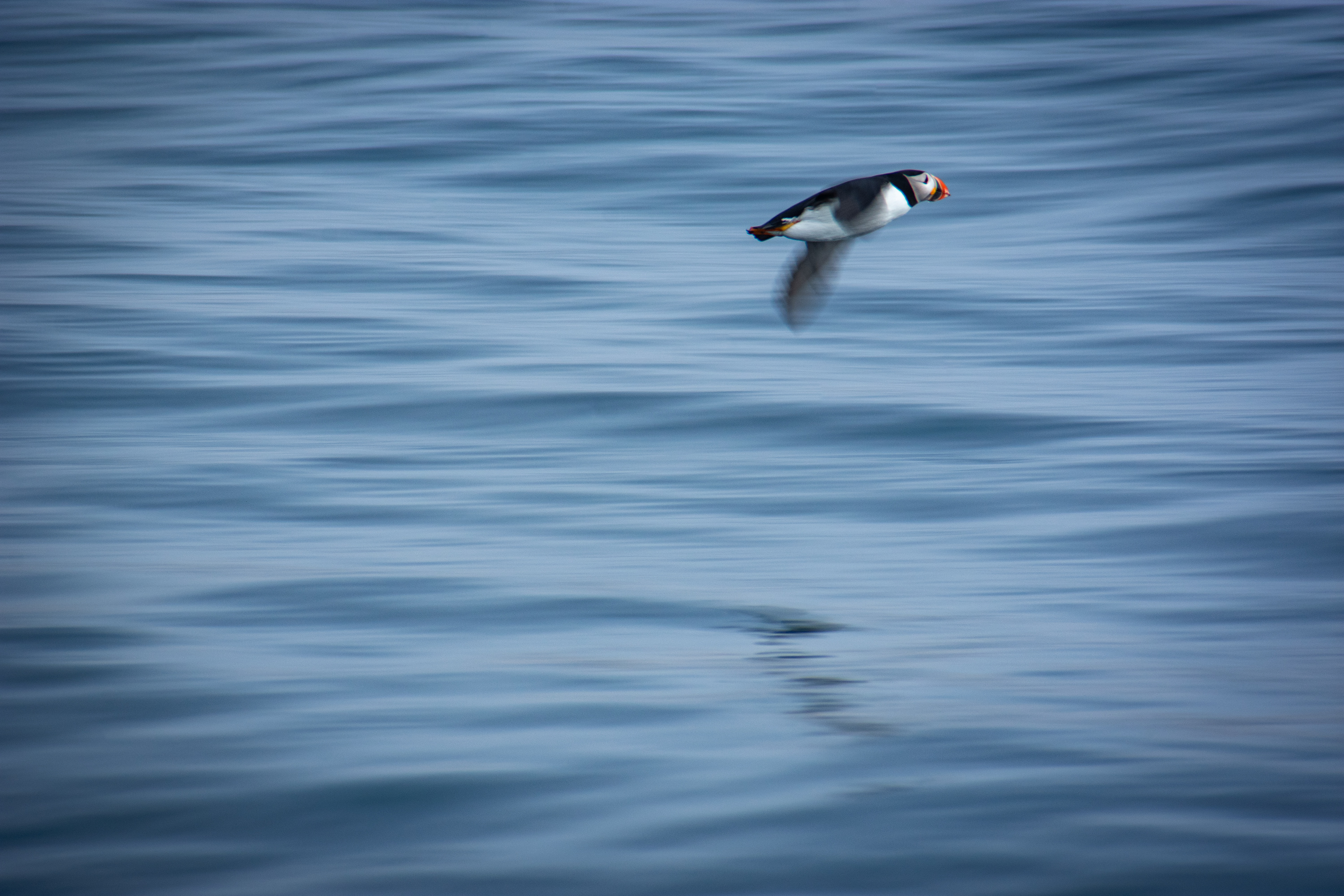 Puffin - Nordfjorden