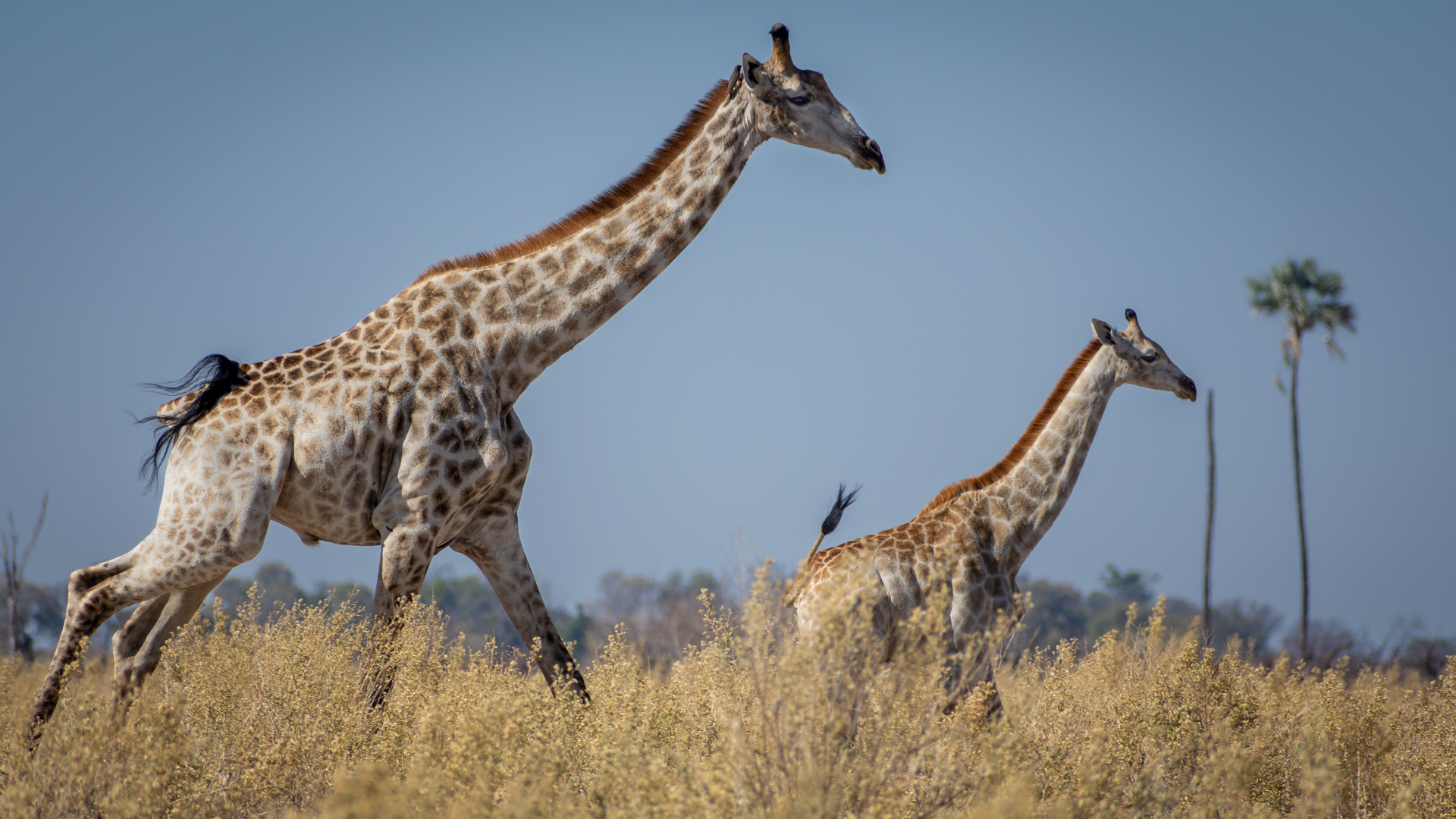 Giraffe - Okavango Delta