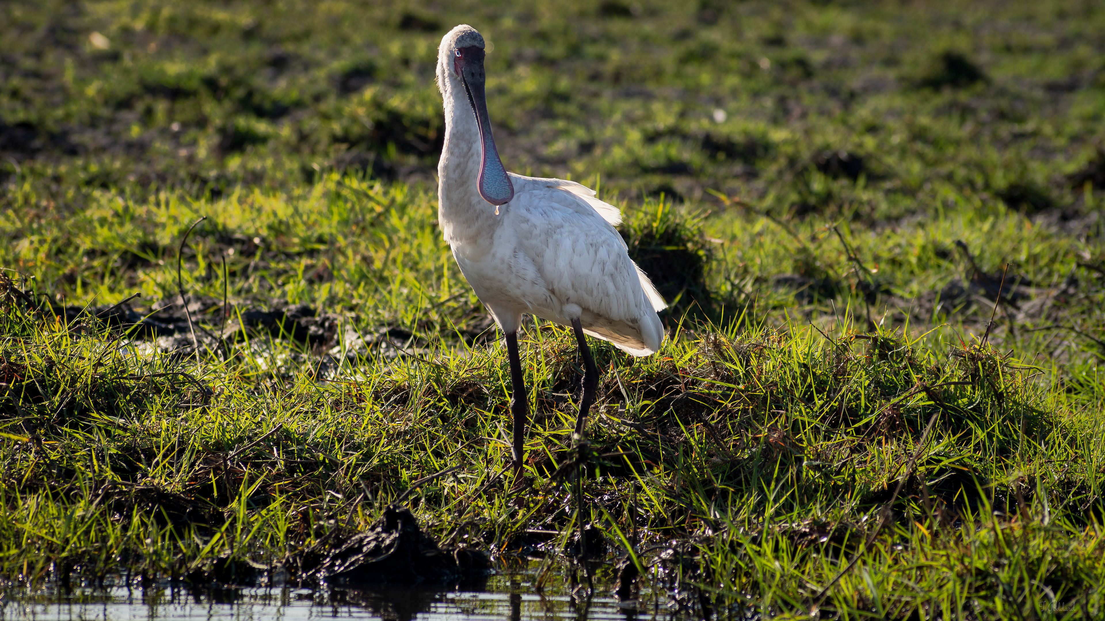 Spoonbill - Botswana