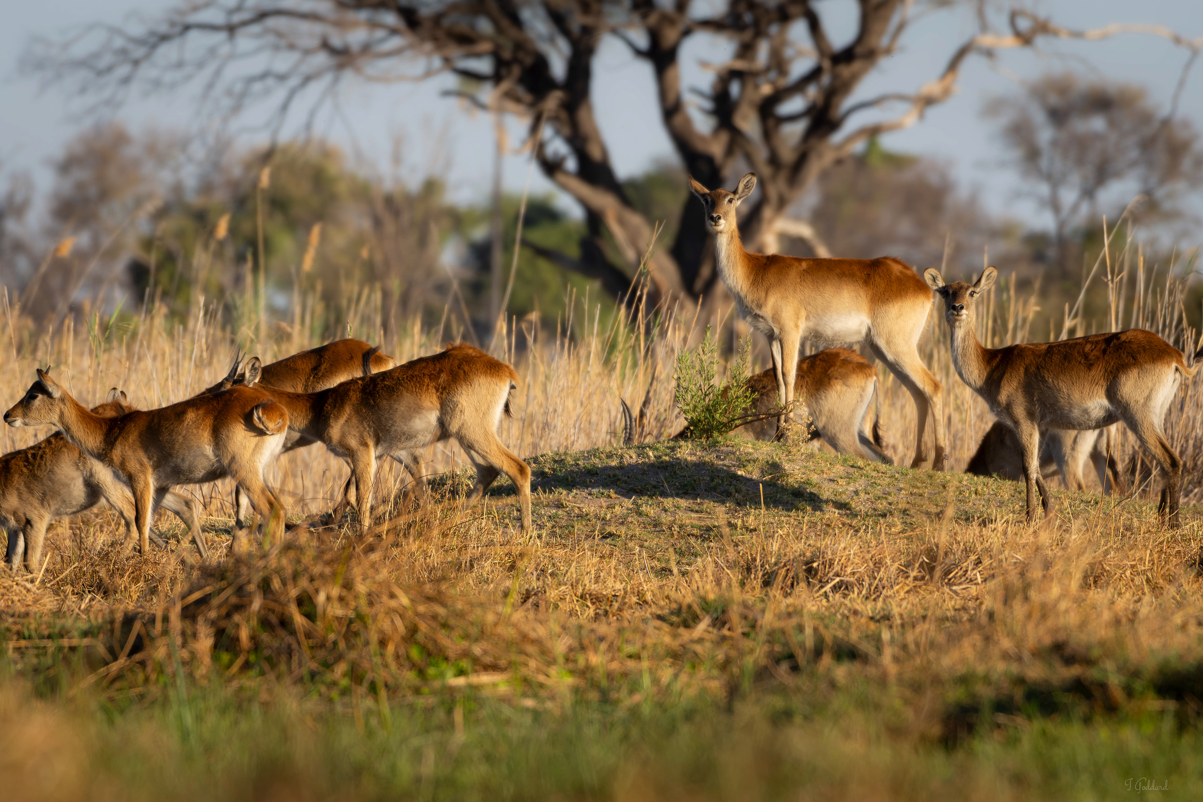 Impala - Chobe national Park