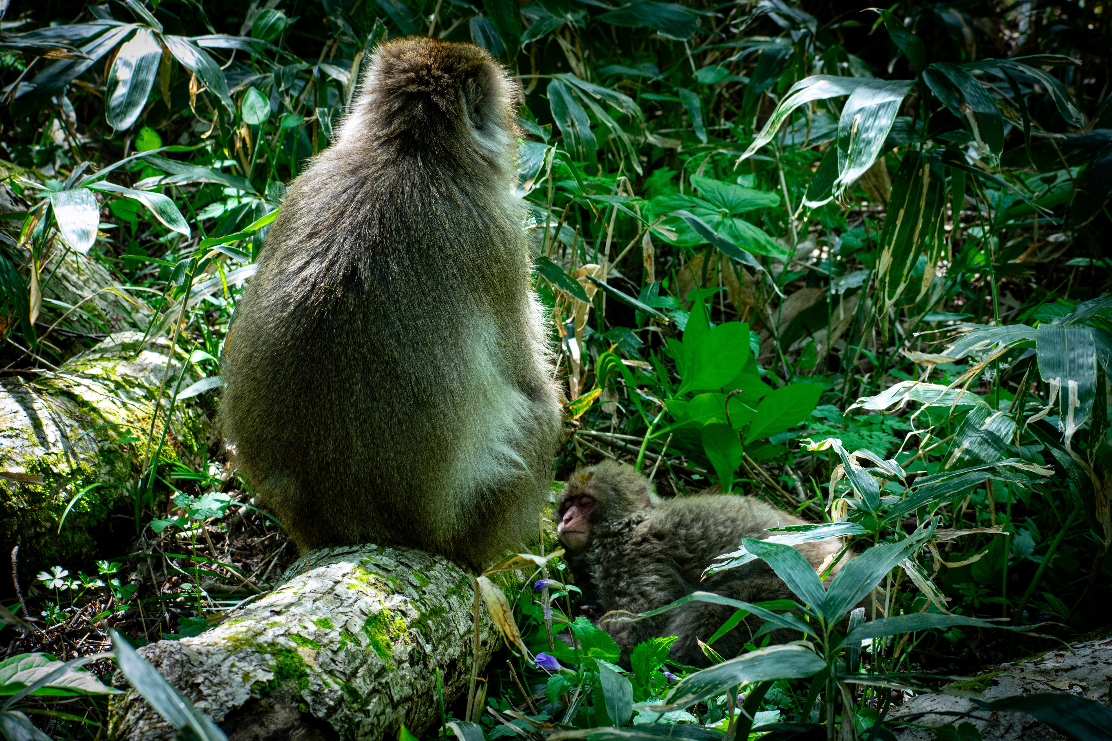 Japanese Macaque - Kamikōchi