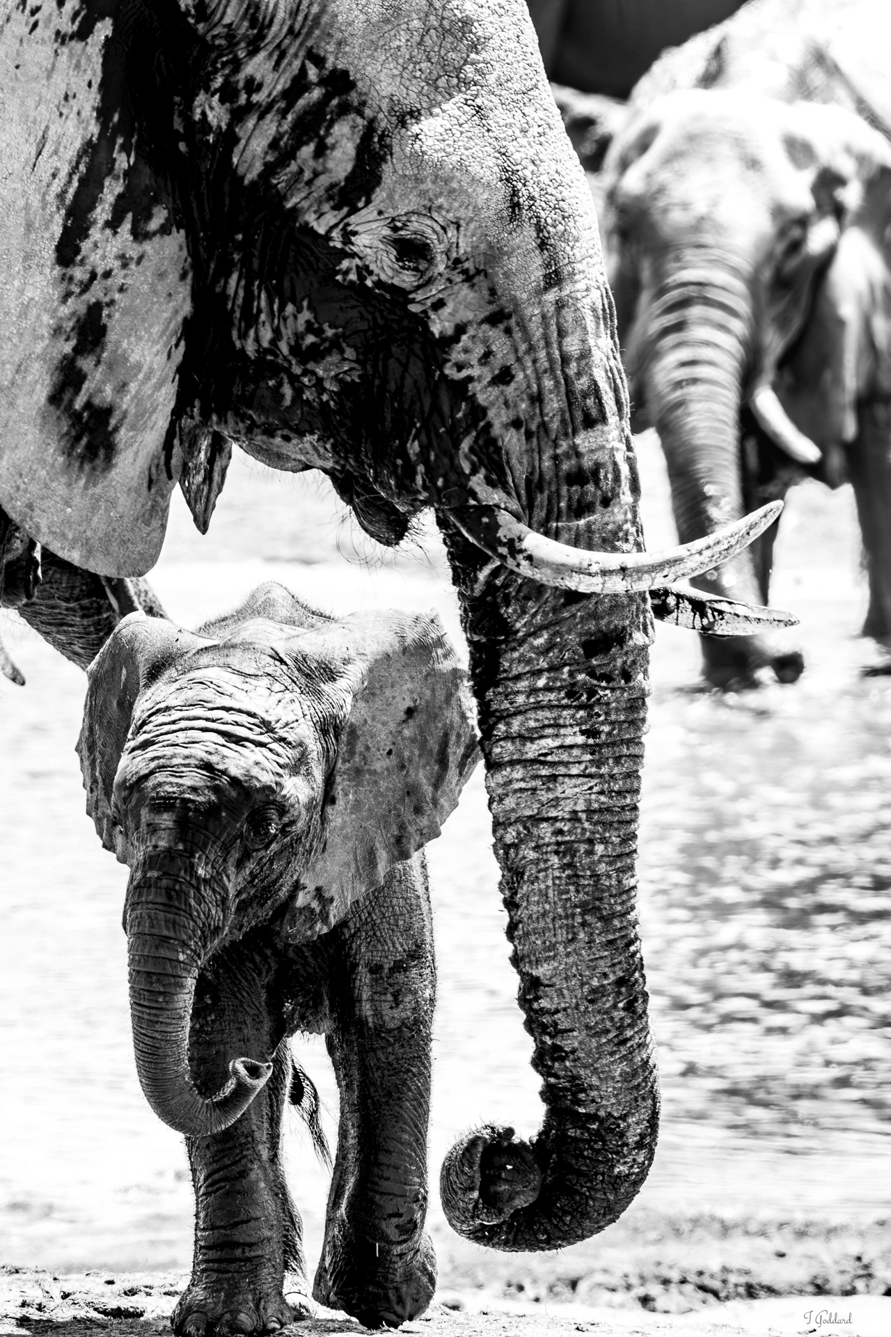 Elephant - Hwange National Park