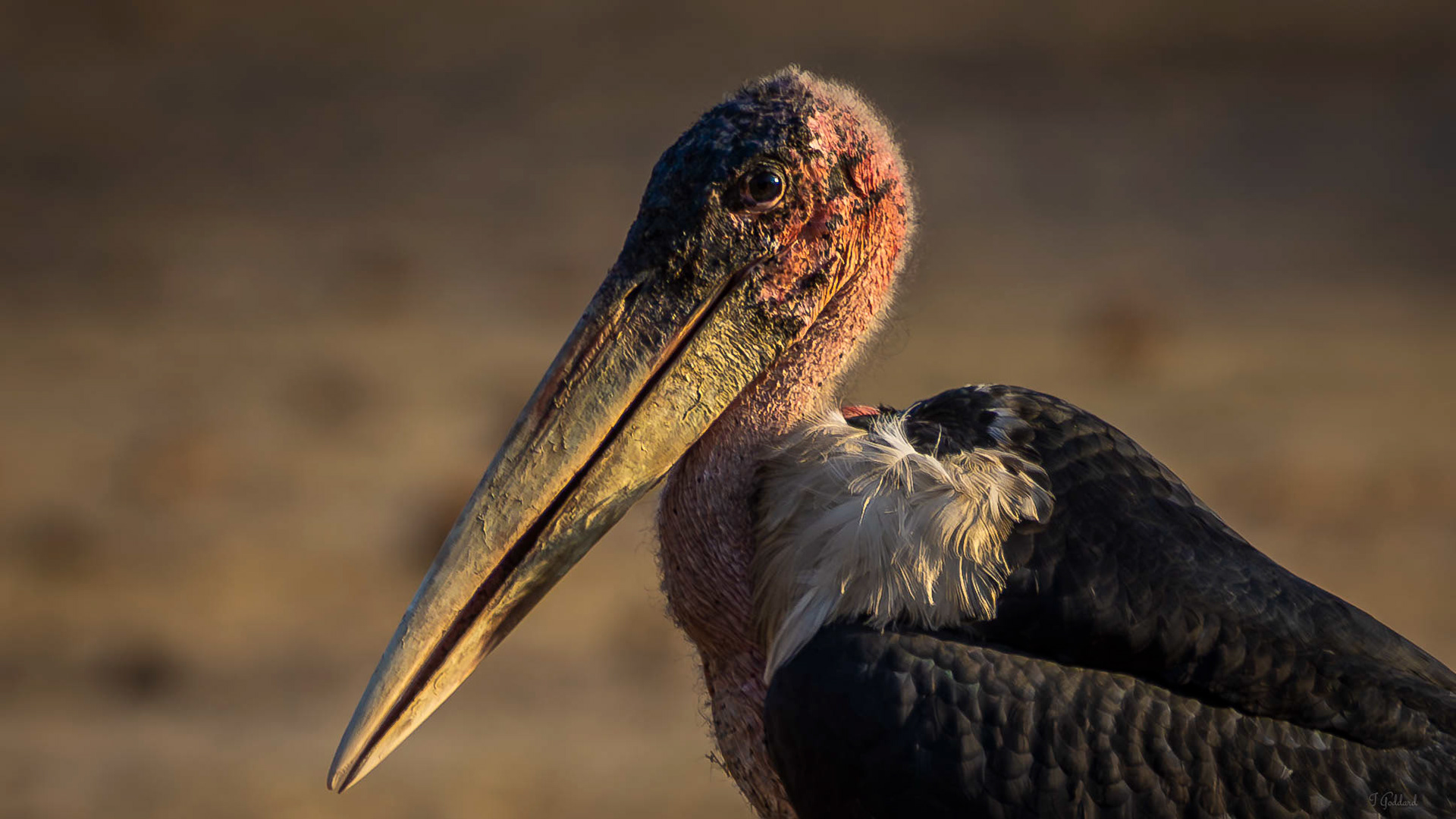 Marabou Stork - Hwange National Park