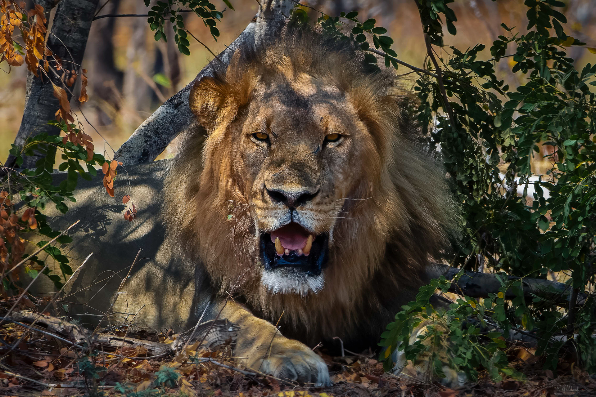 Lion - Hwange National Park