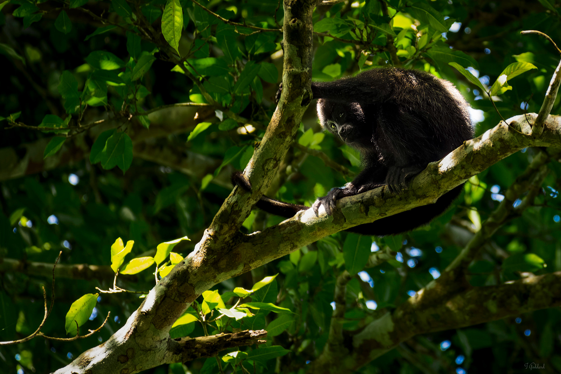 Howler Monkey - Belize