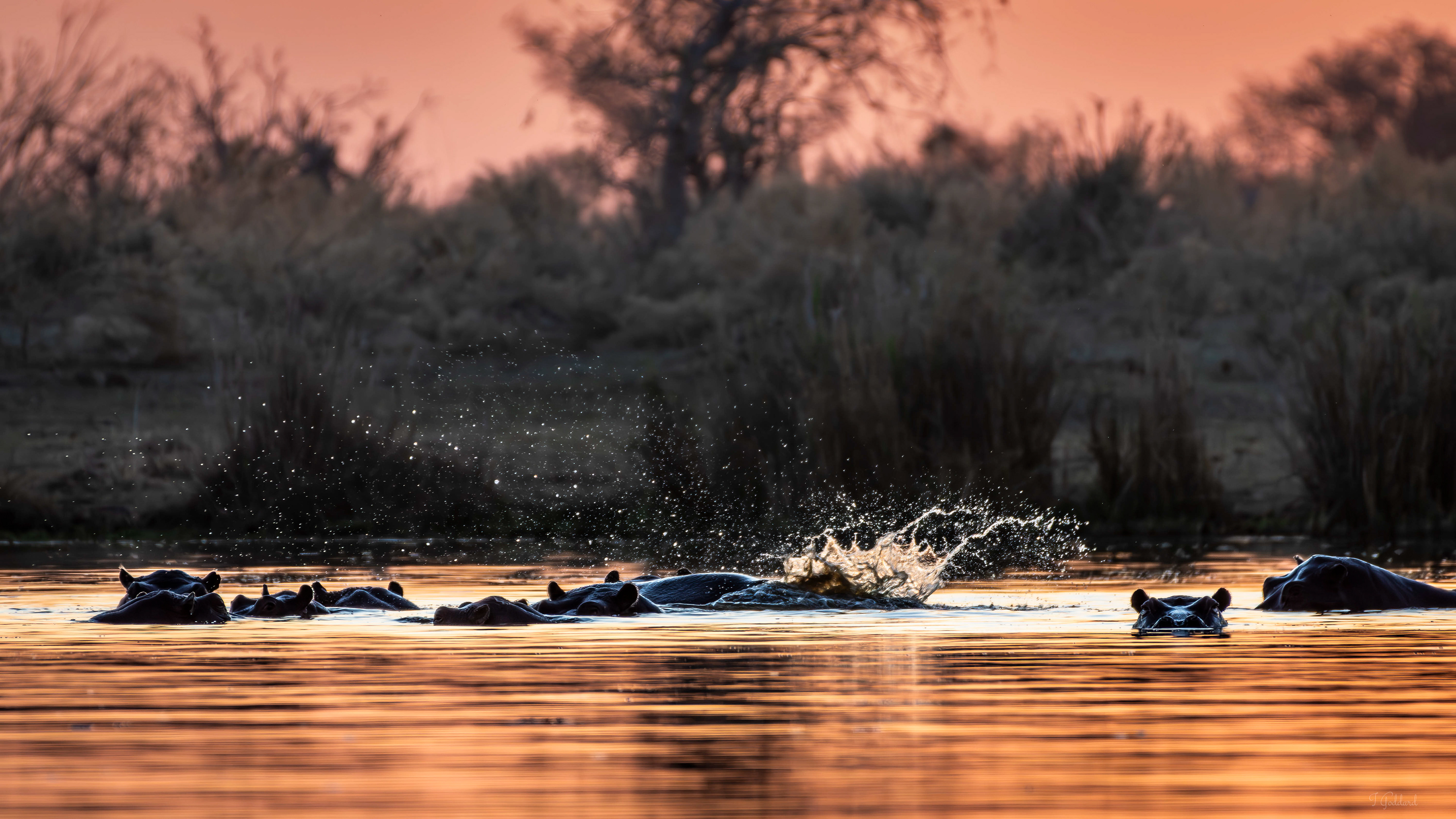Hippo - Botswana