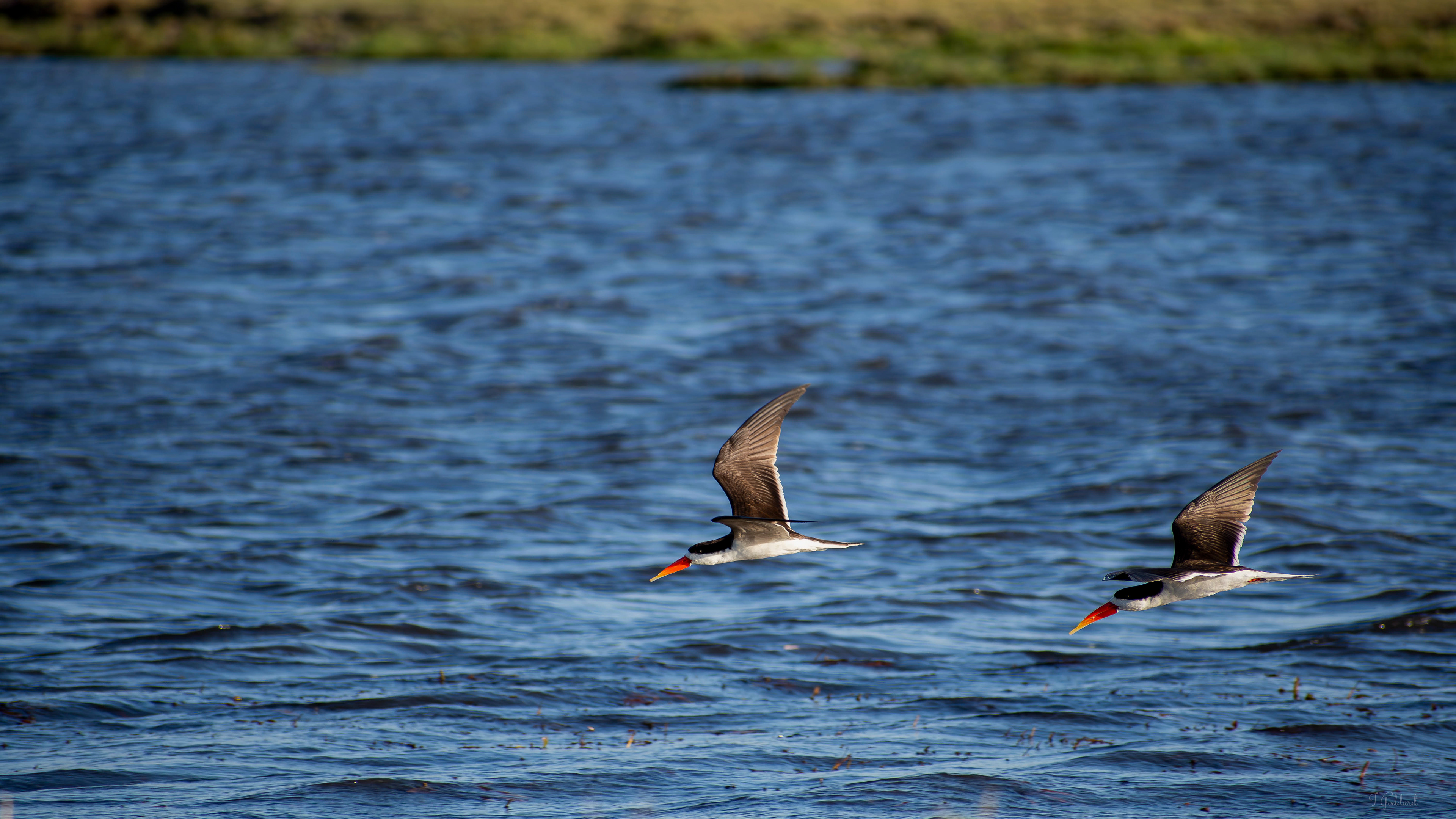 African Skimmers - Chobe National Park