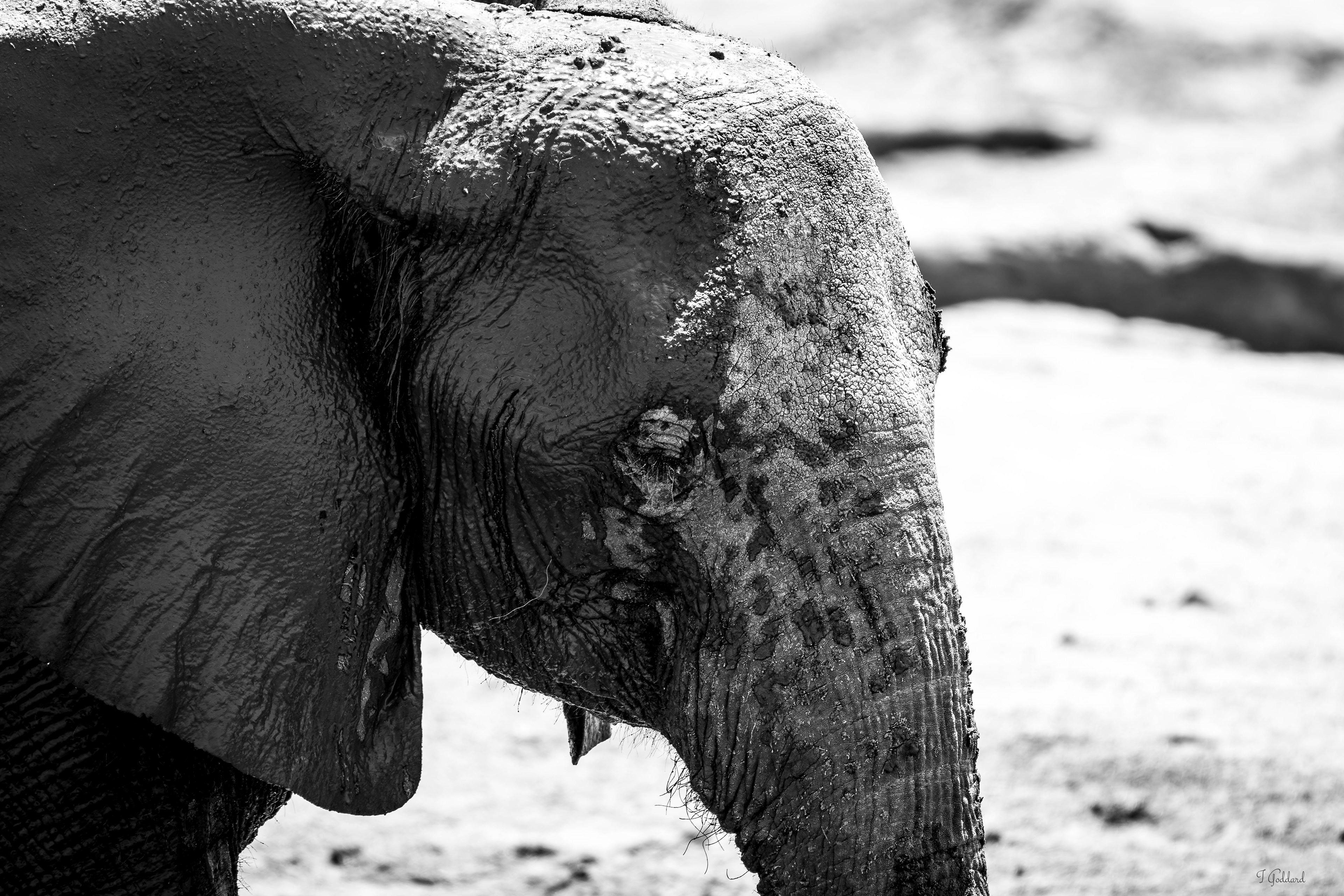 Elephant - Hwange National Park