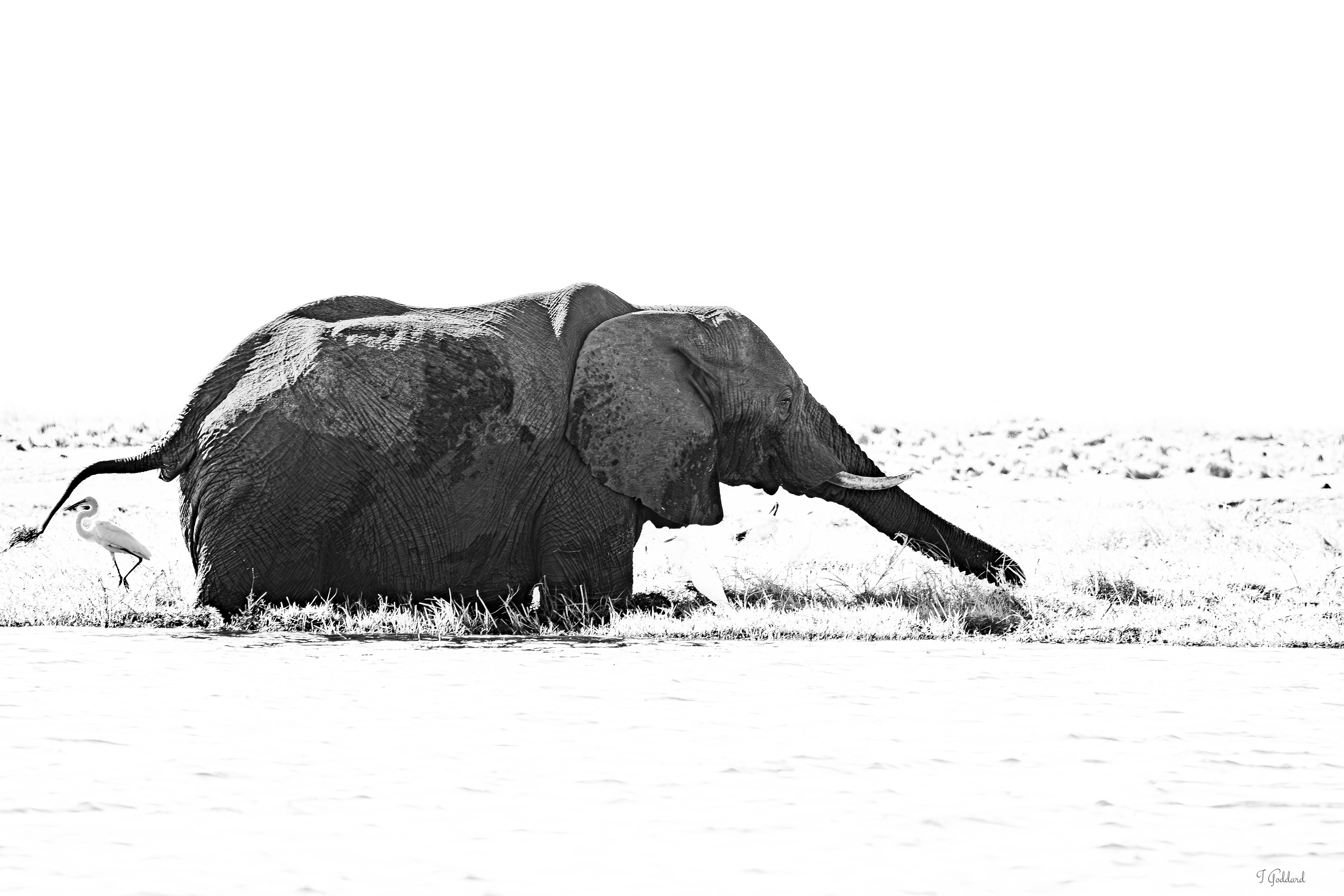 Elephant - Chobe National Park