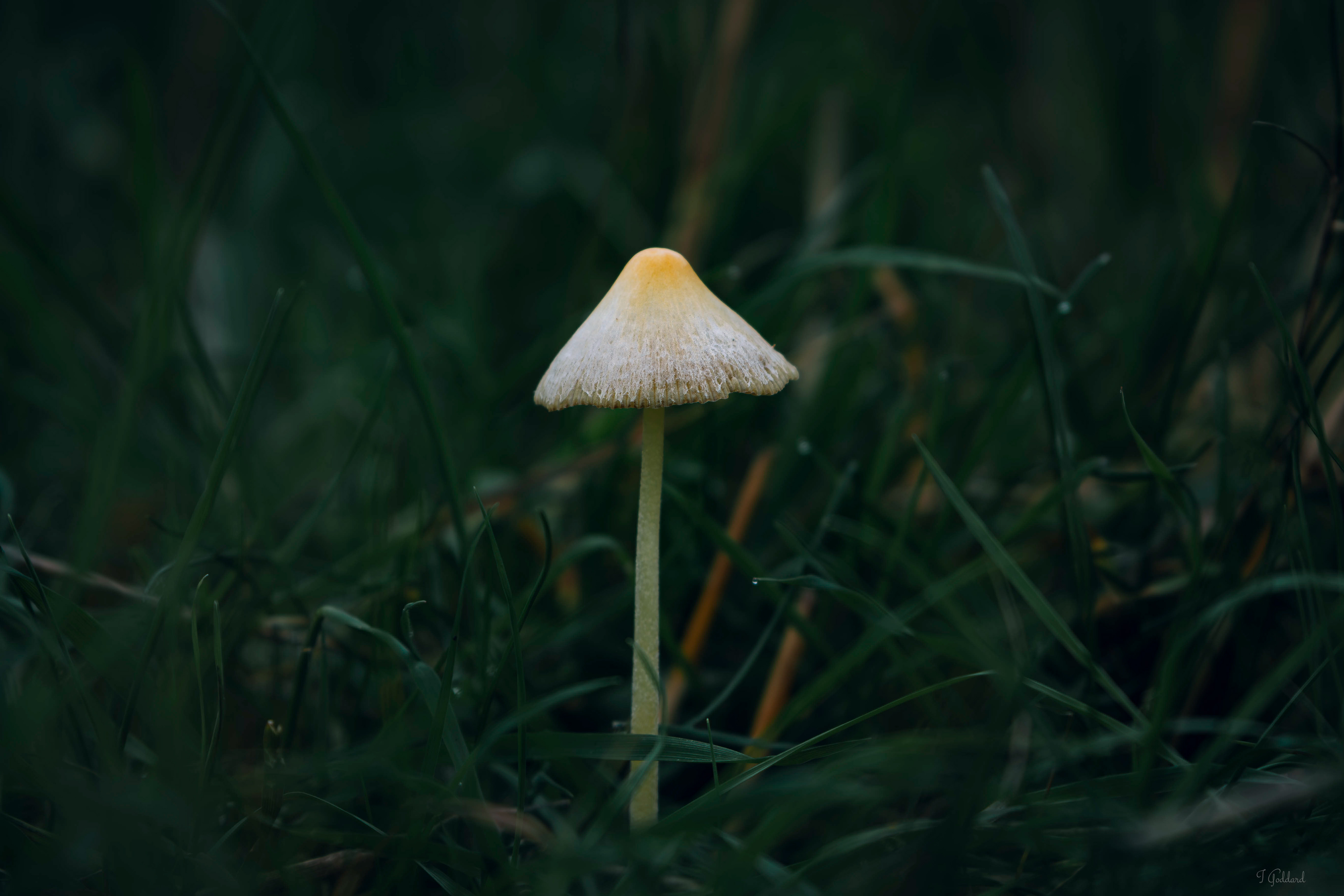 Yellow Field Cap Mushroom, UK