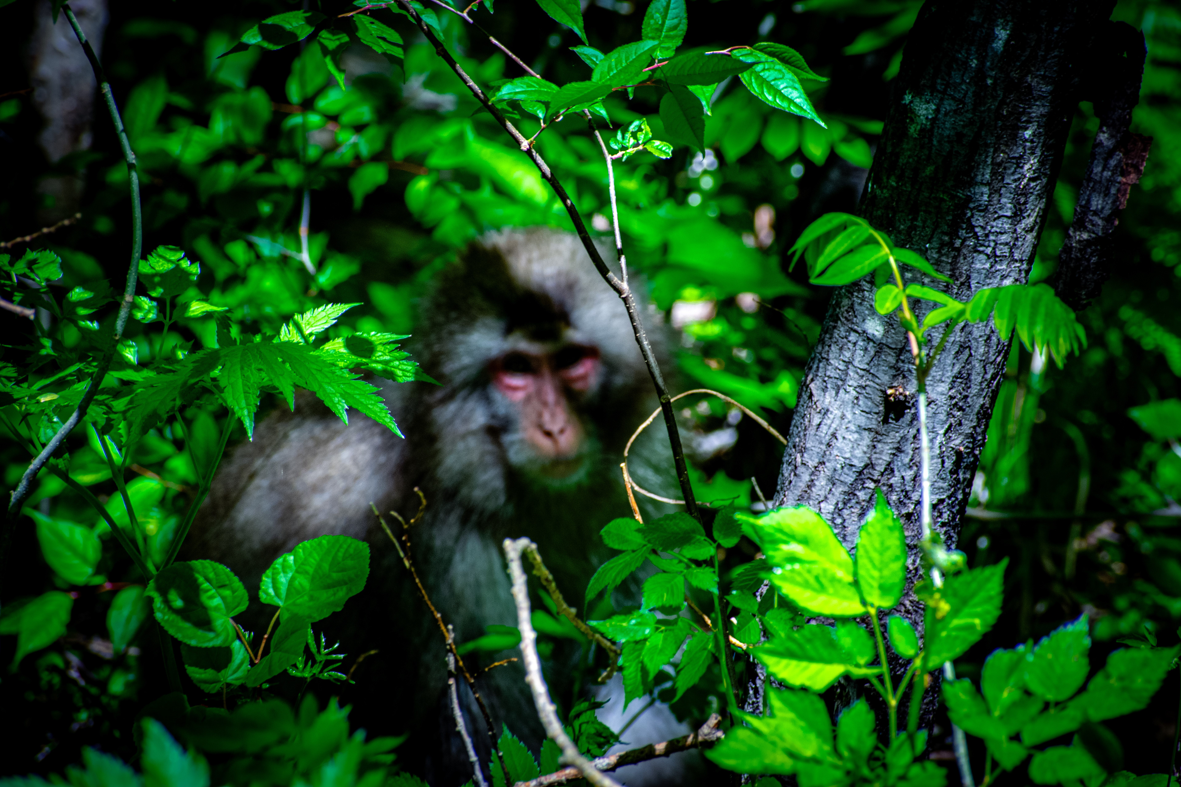 Japanese Macaque - Kamikōchi