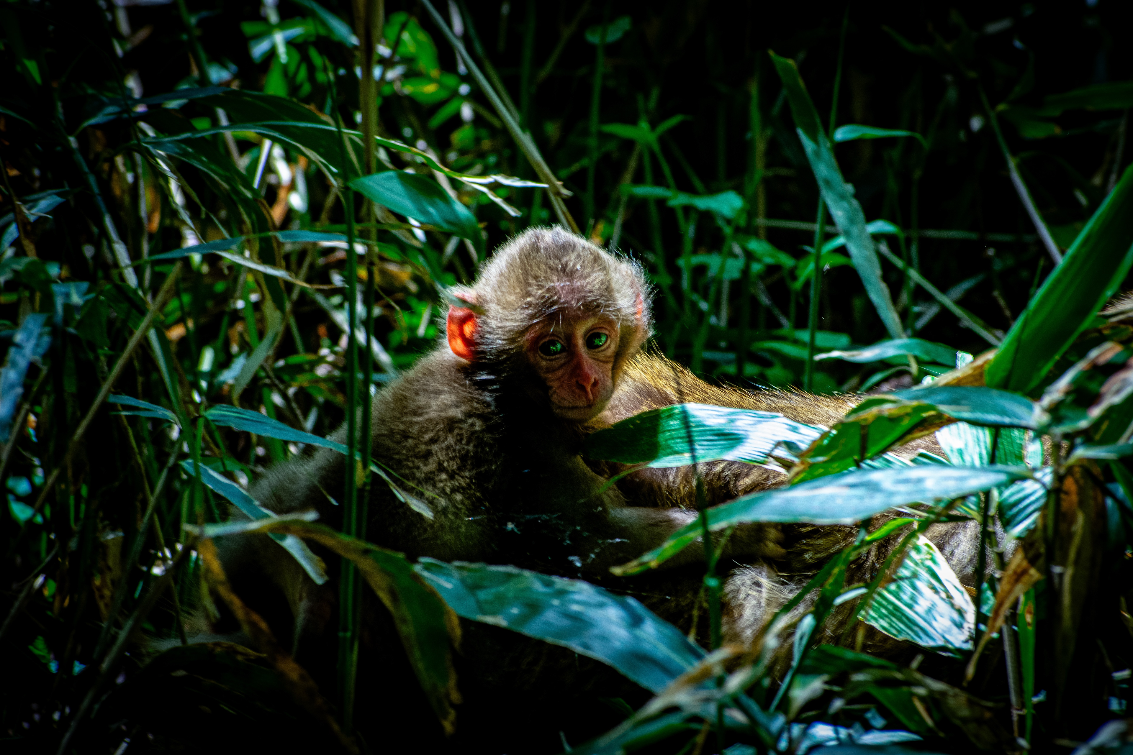 Japanese Macaque - Kamikōchi