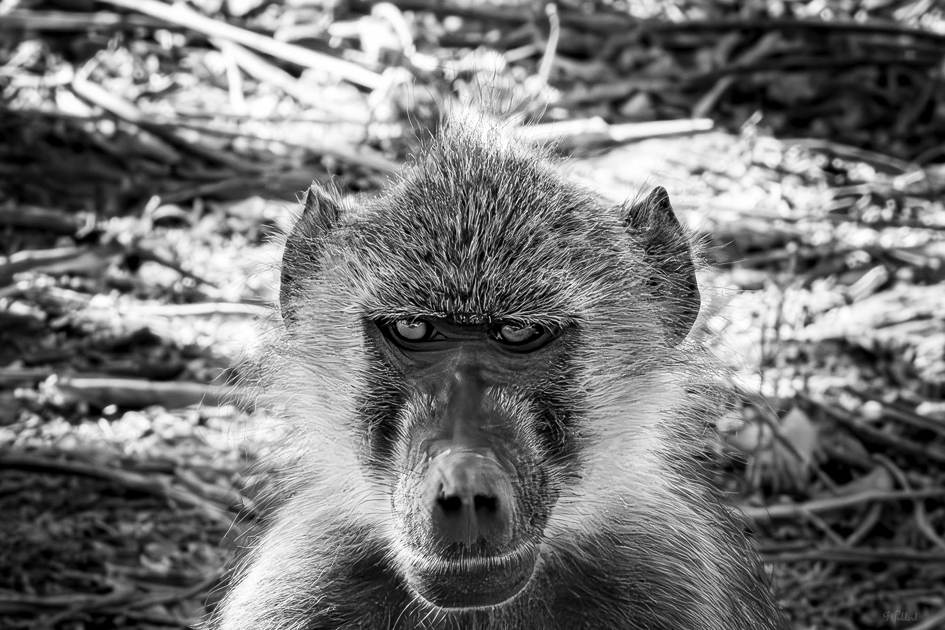 Baboon - Chobe National Park