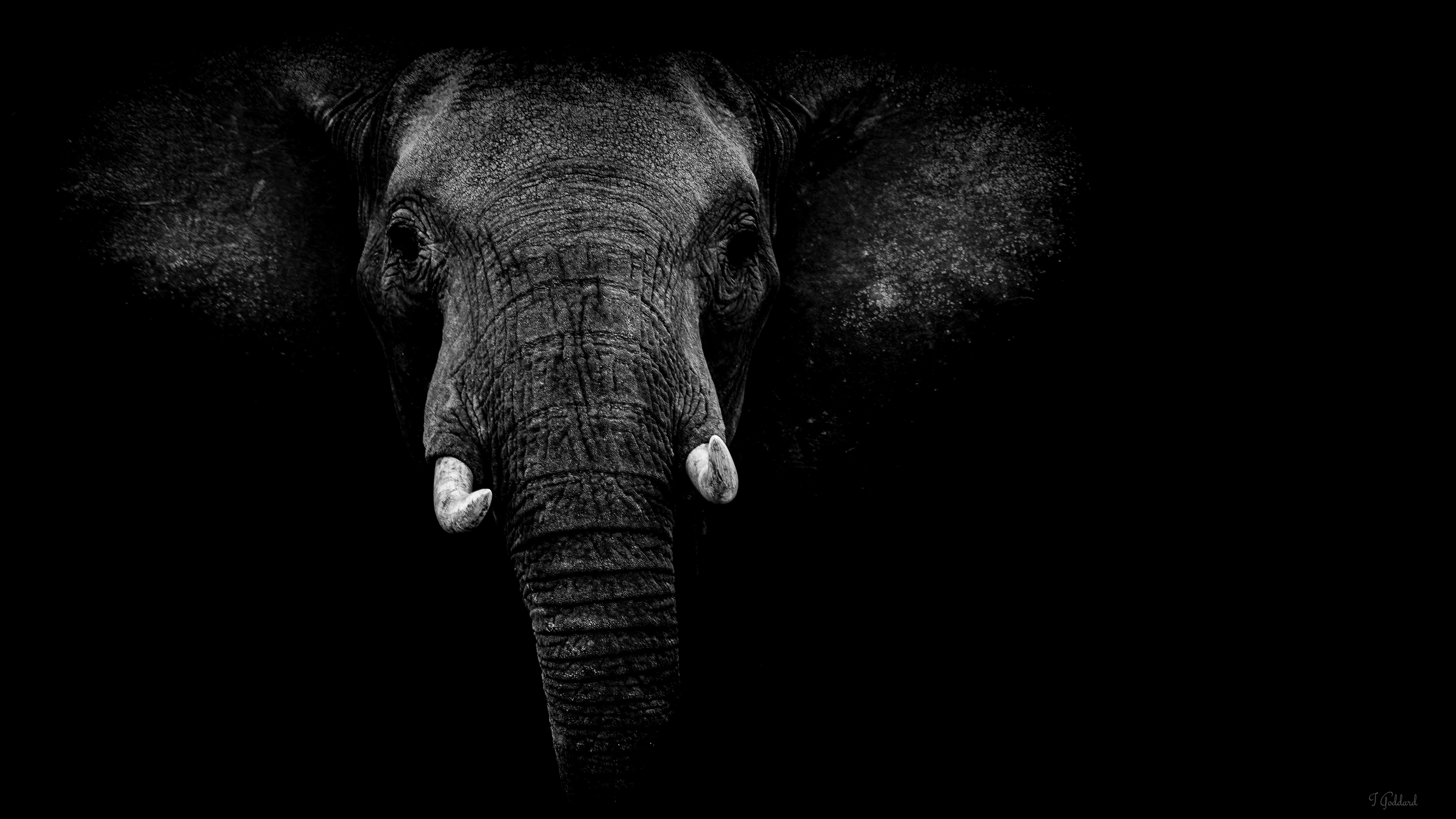Elephant - Hwange National Park