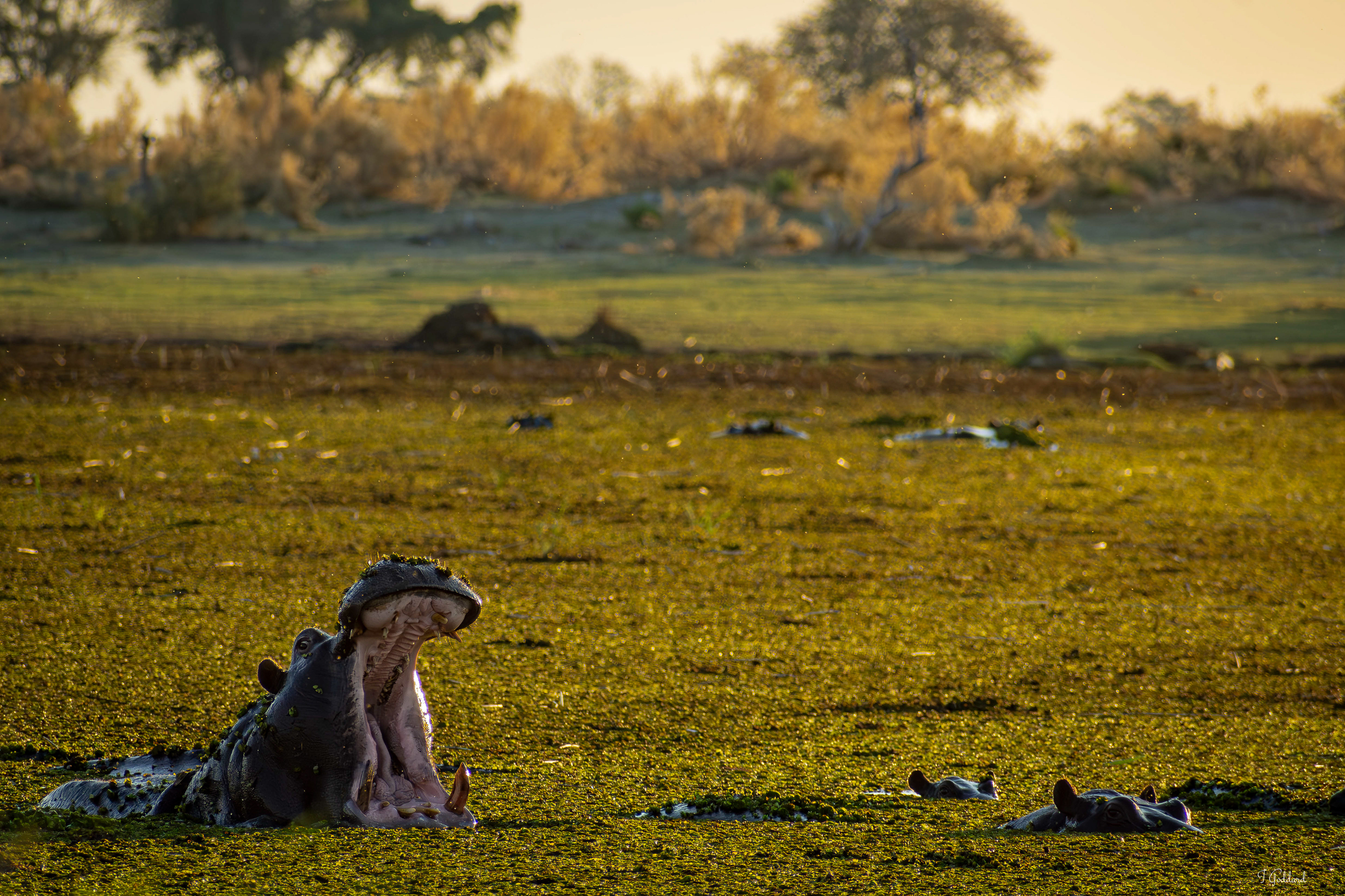 Hippo - Okavango Delta