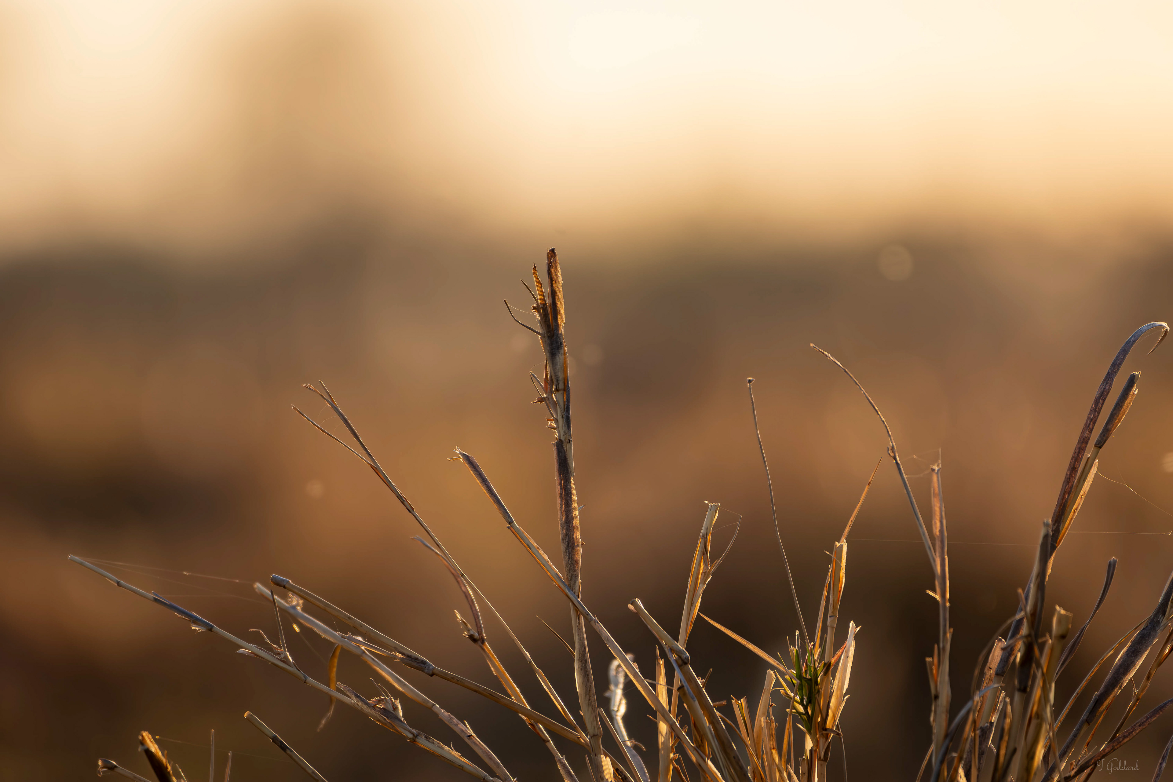Okavango Delta