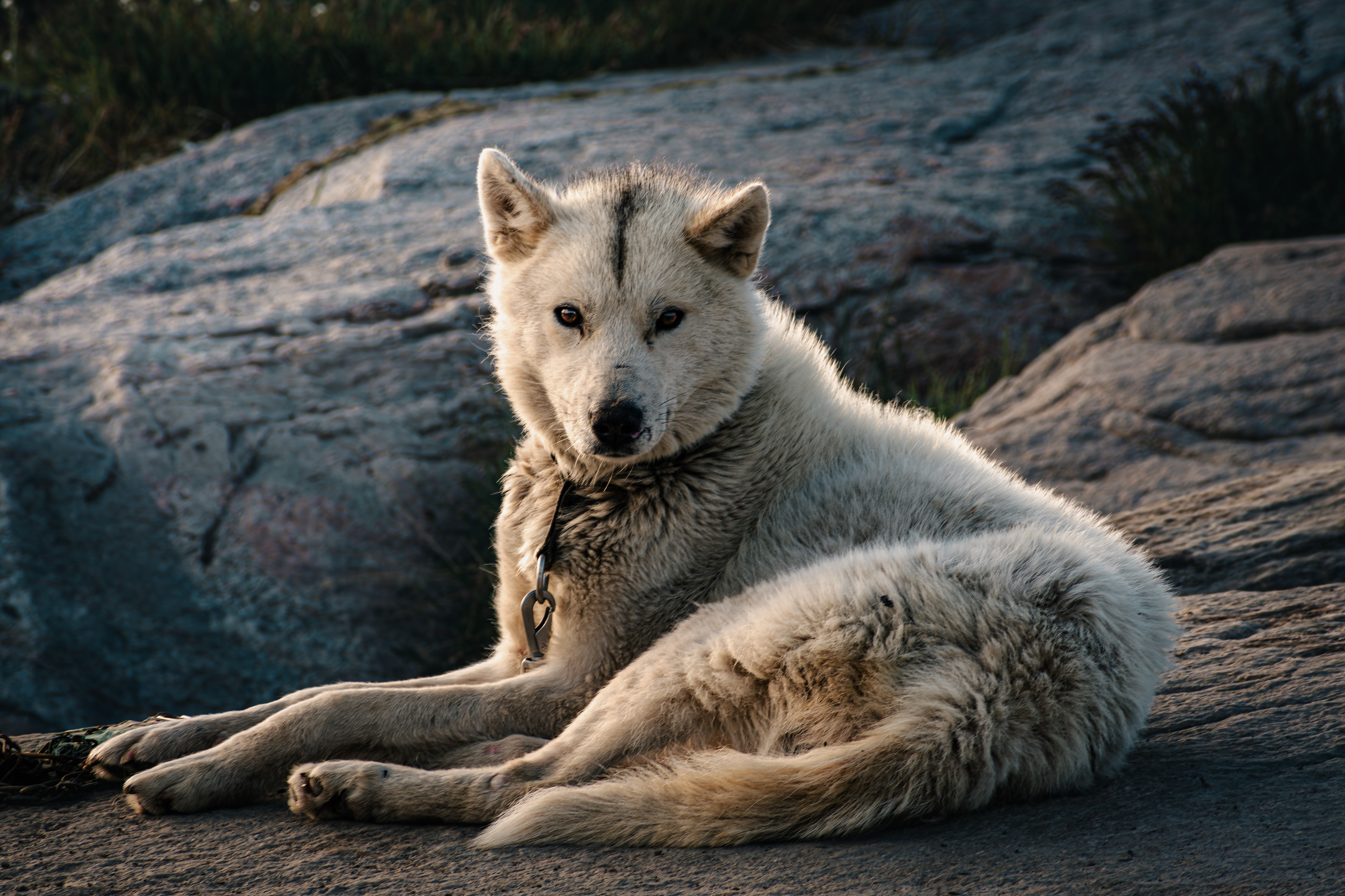 Greenland Dog - Oqaatsut