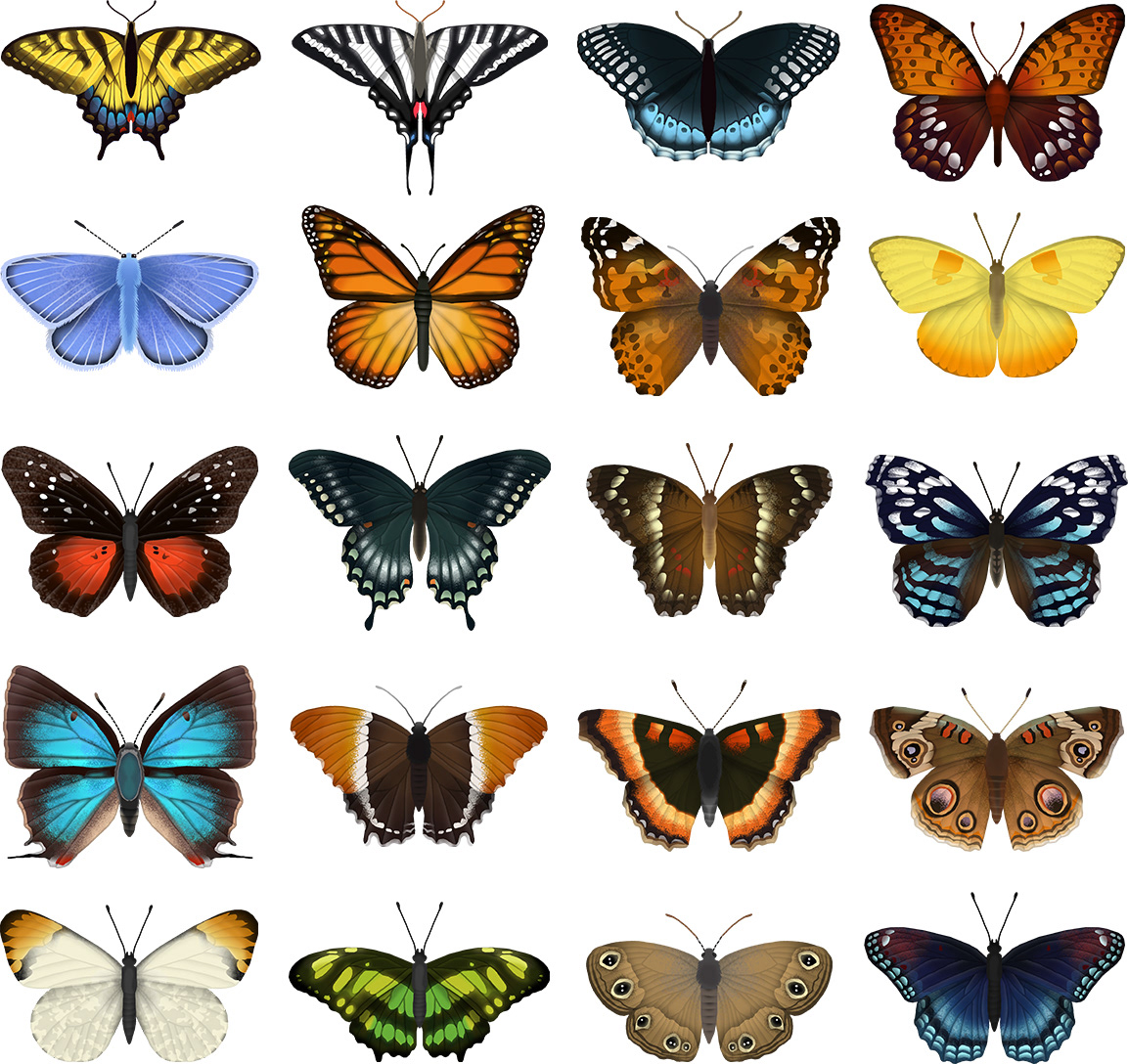 eleanor-lutz-butterfly-identification-chart