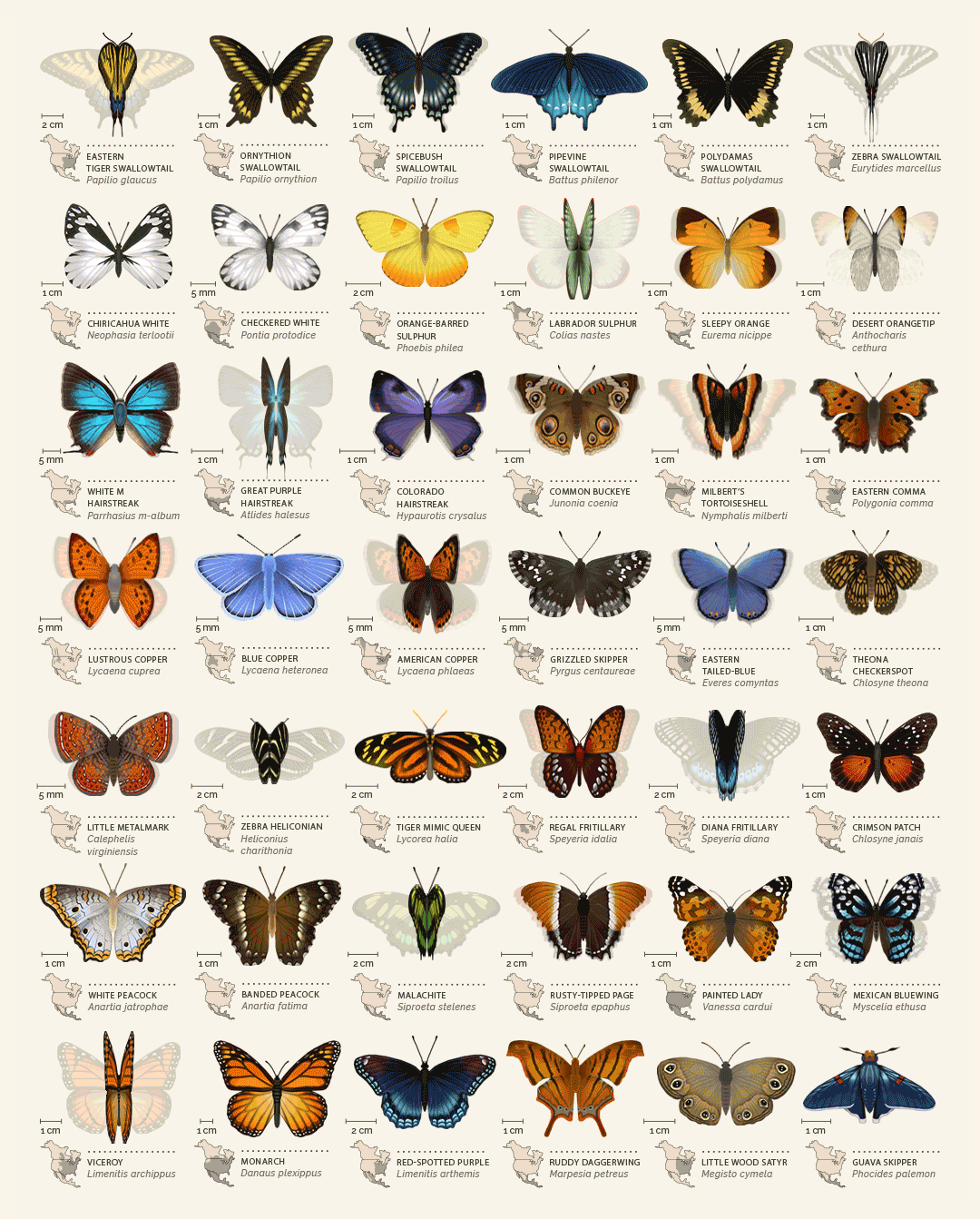 Eleanor Lutz - Butterfly Identification Chart