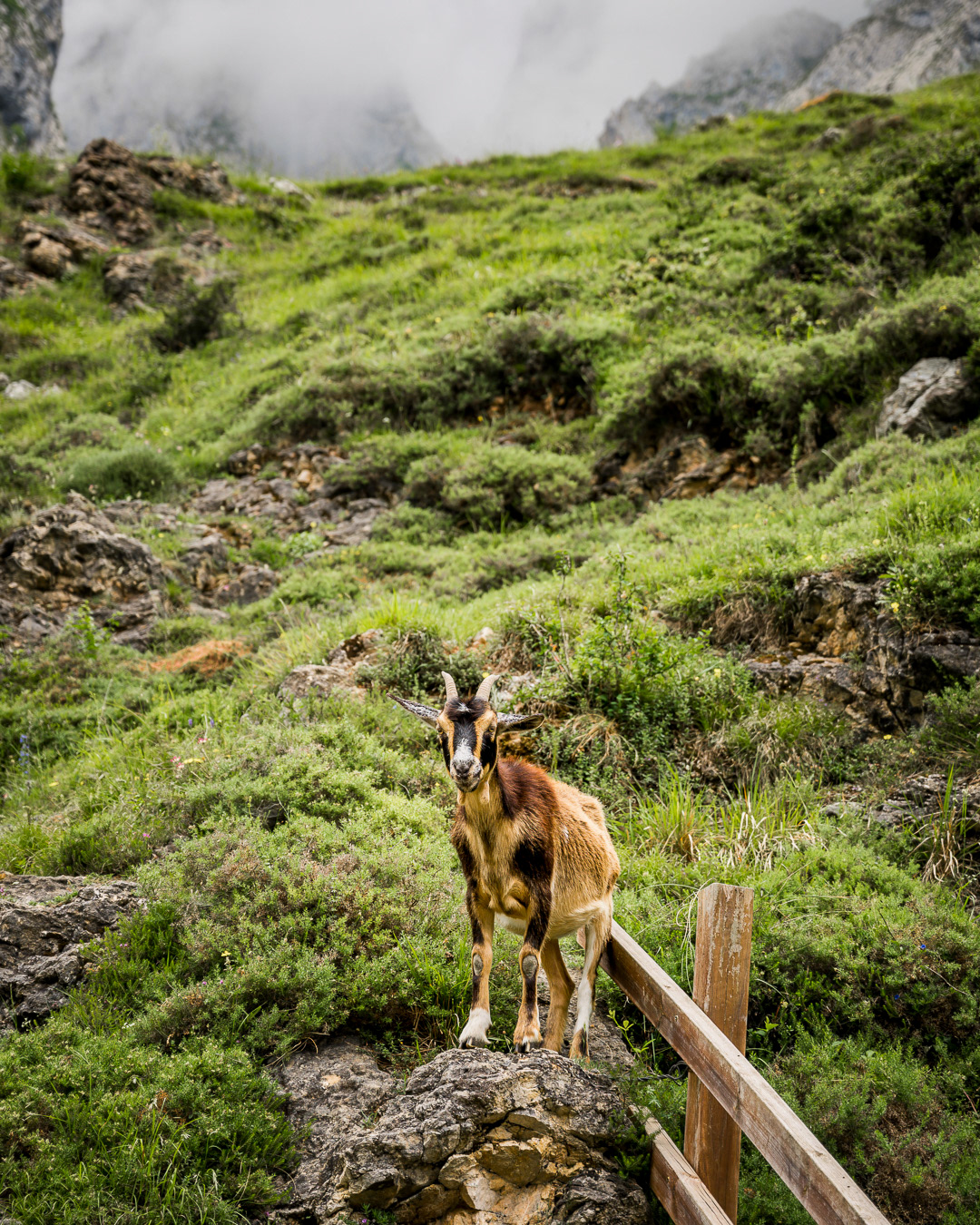 Pico's de Europa - Jeroen Berends Fotografie