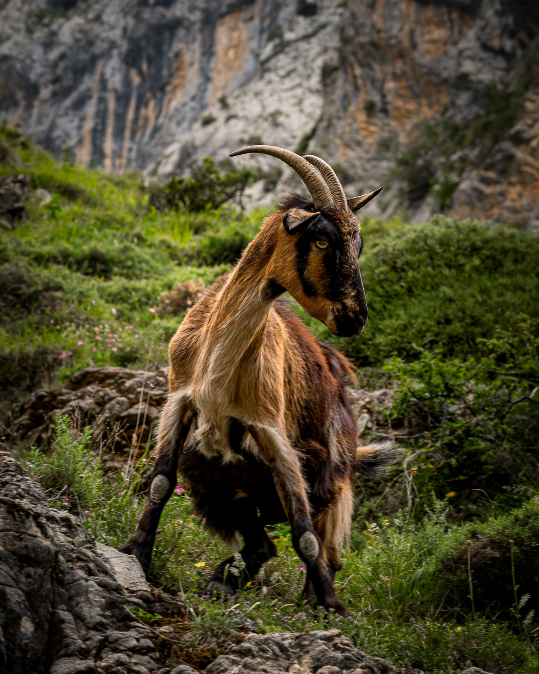 Pico's de Europa - Jeroen Berends Fotografie