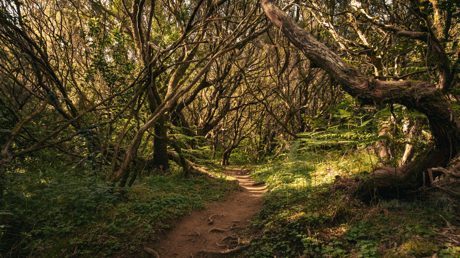Hiking Madeira - Gearlimits.com - Jeroen Berends Fotografie