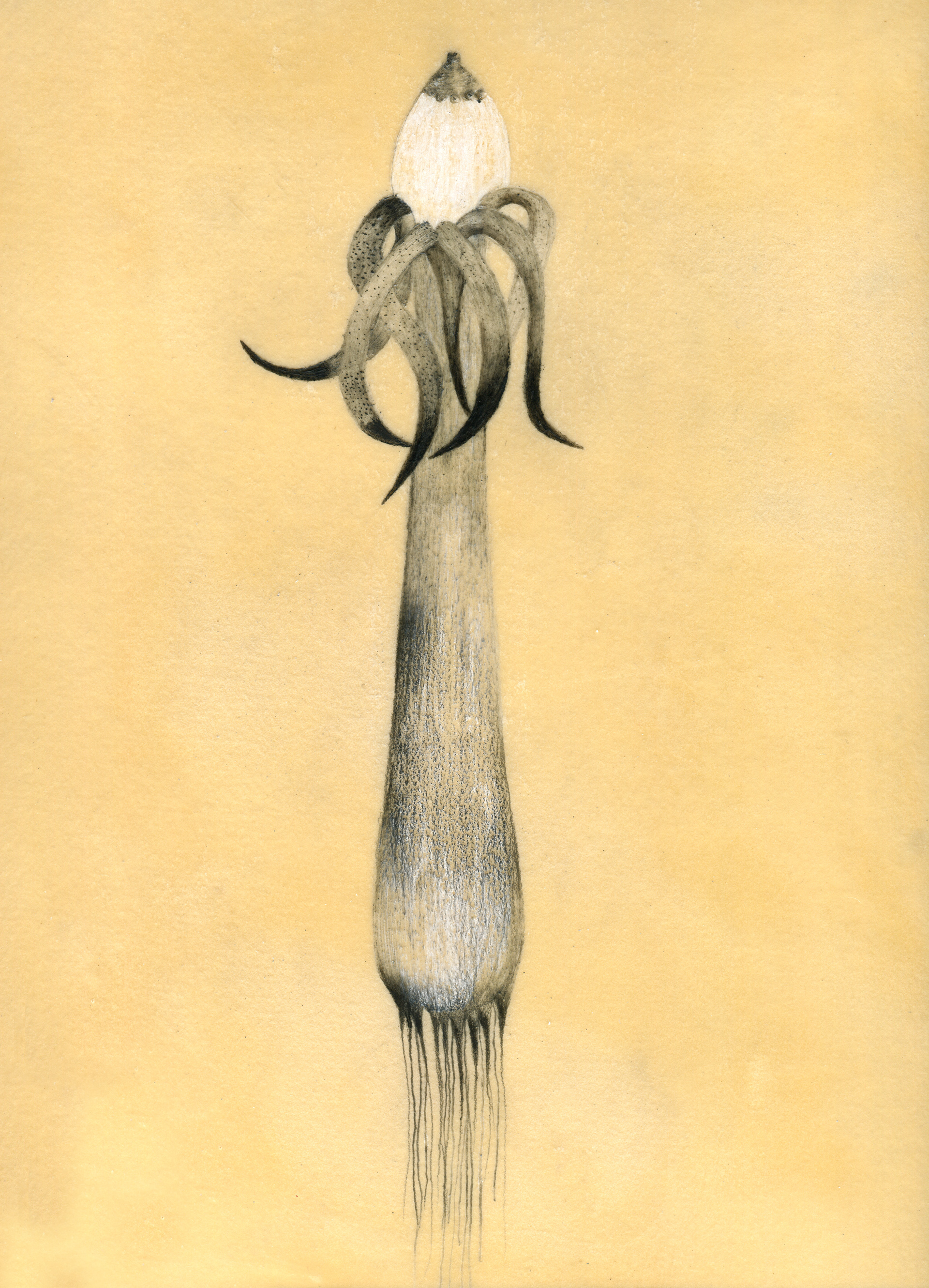 "Formation 2" Graphite on paper 28x34cm