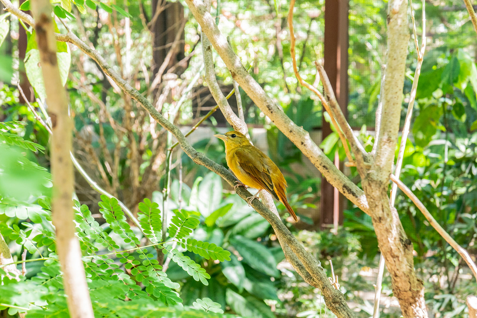 Animals 6 - Yellow Warbler