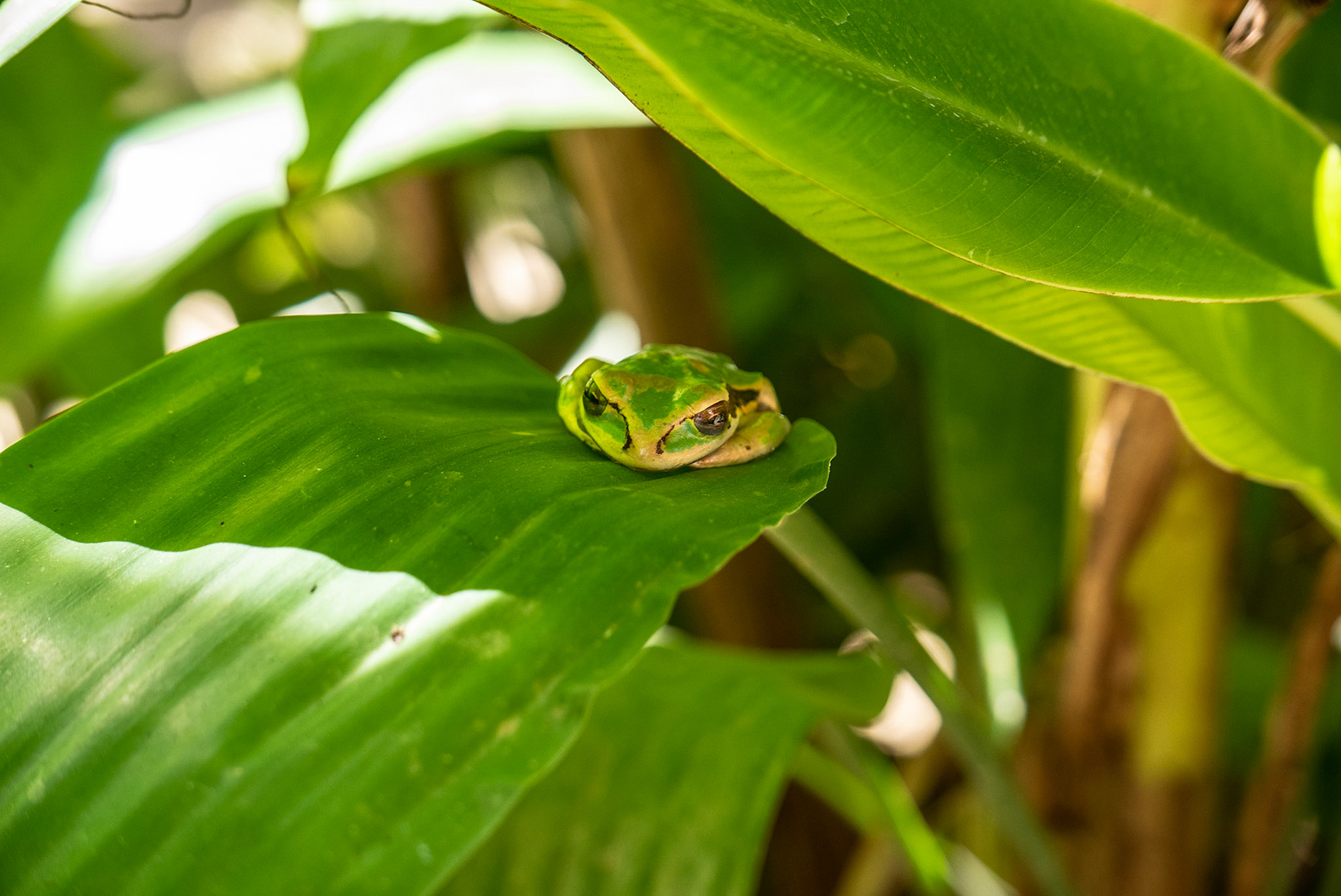 Animals 8 - Tree Frog