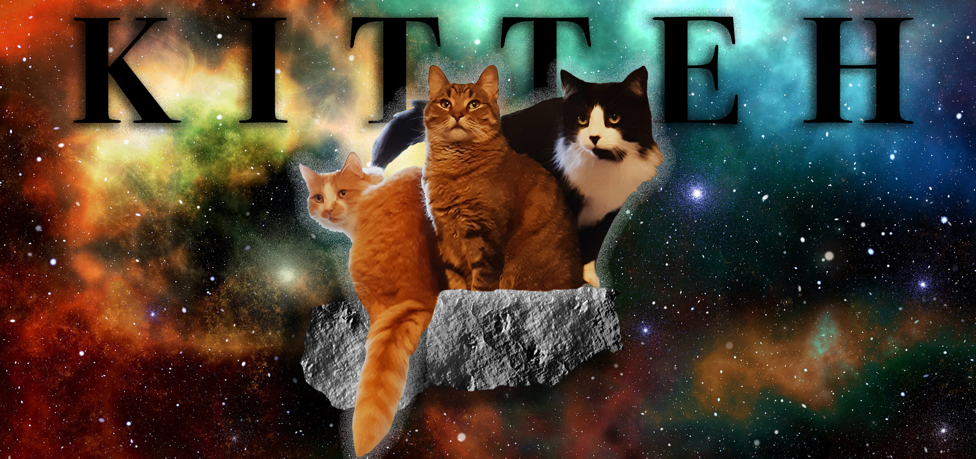 Image to showcase a client's awesome cats.