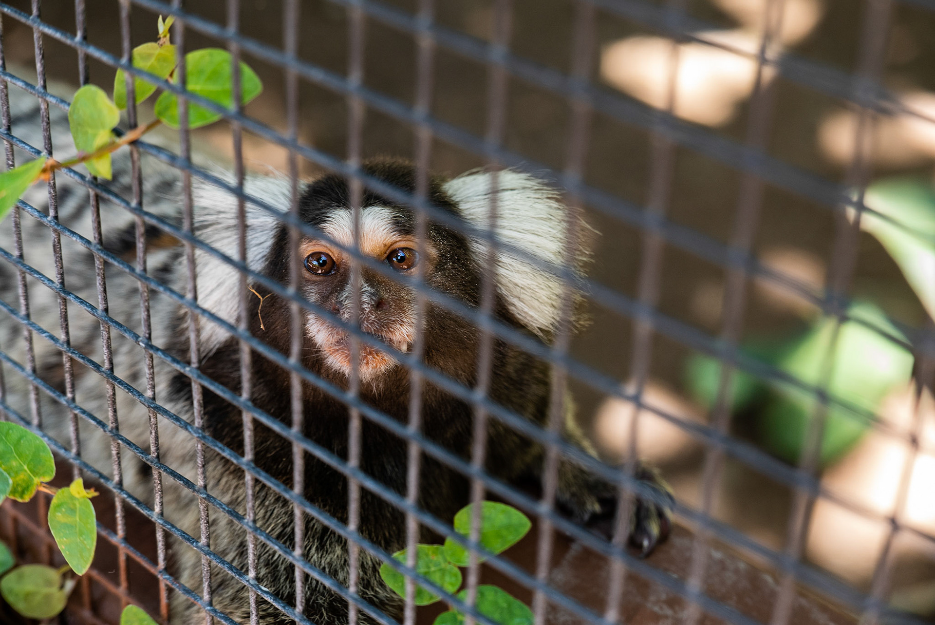 Animals 7 - Marmaset