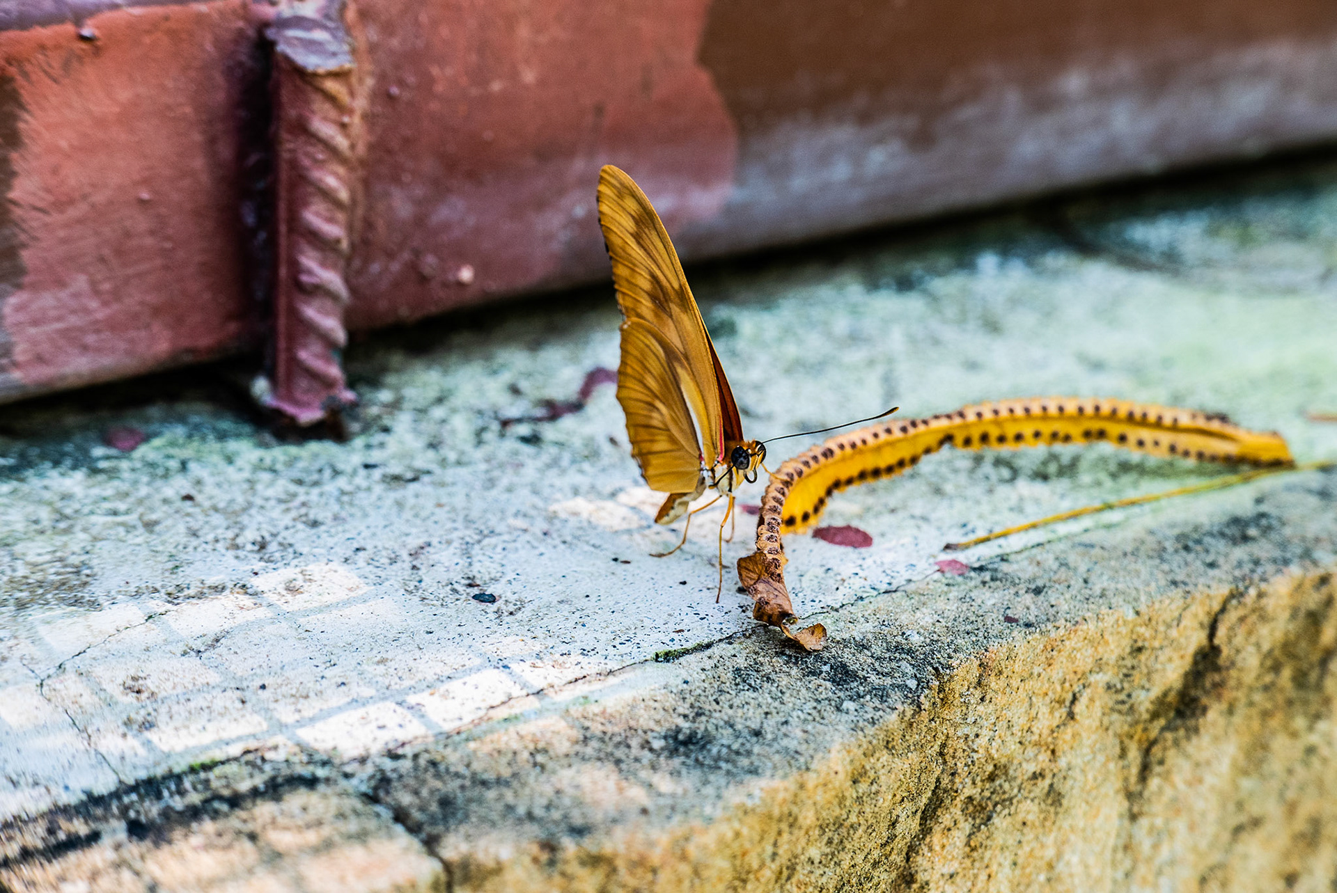 Animals 3 - Butterfly