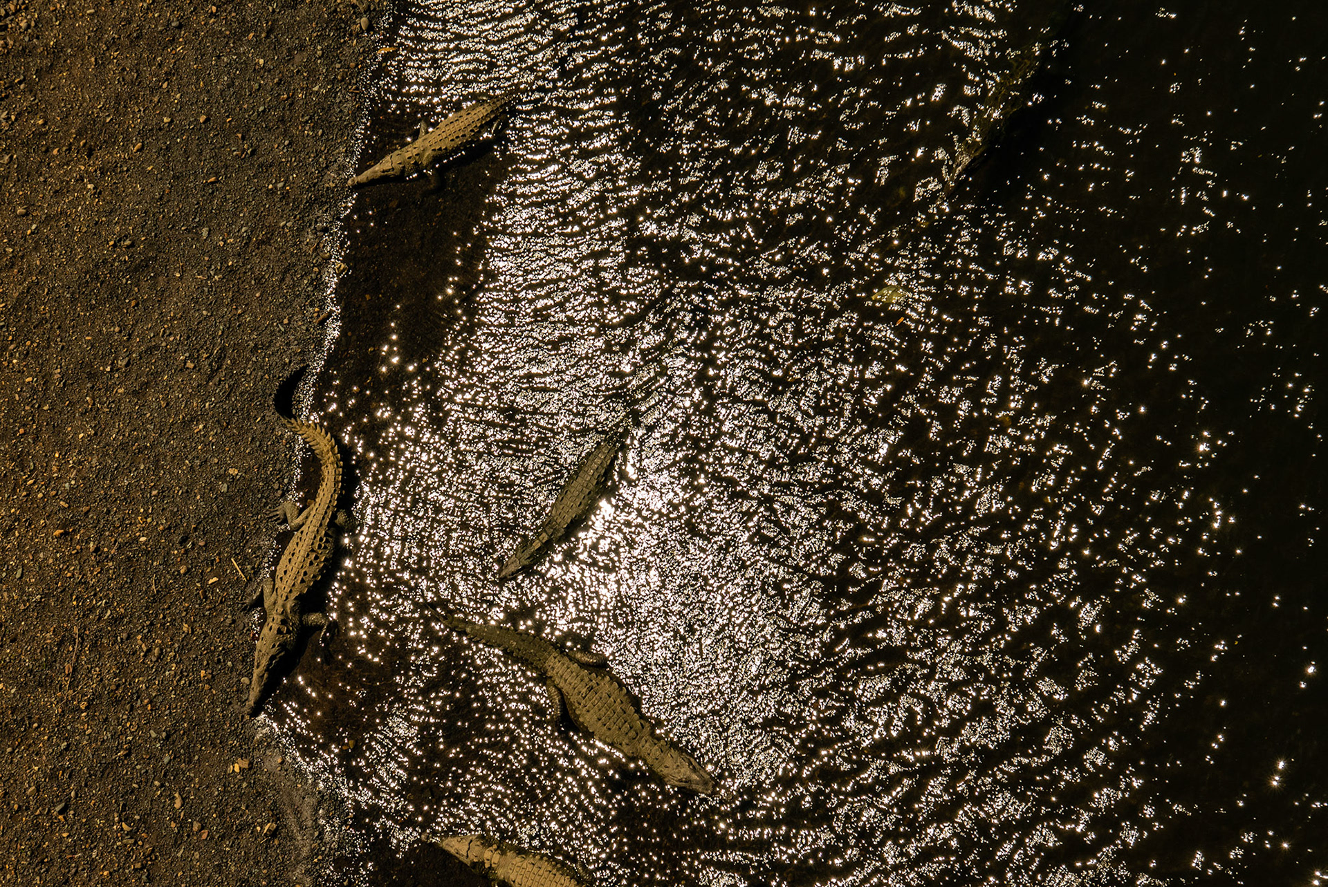 Animals 4 - Crocodiles