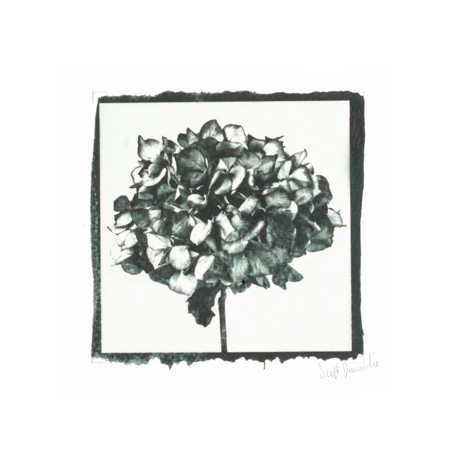 Hydrangea 1