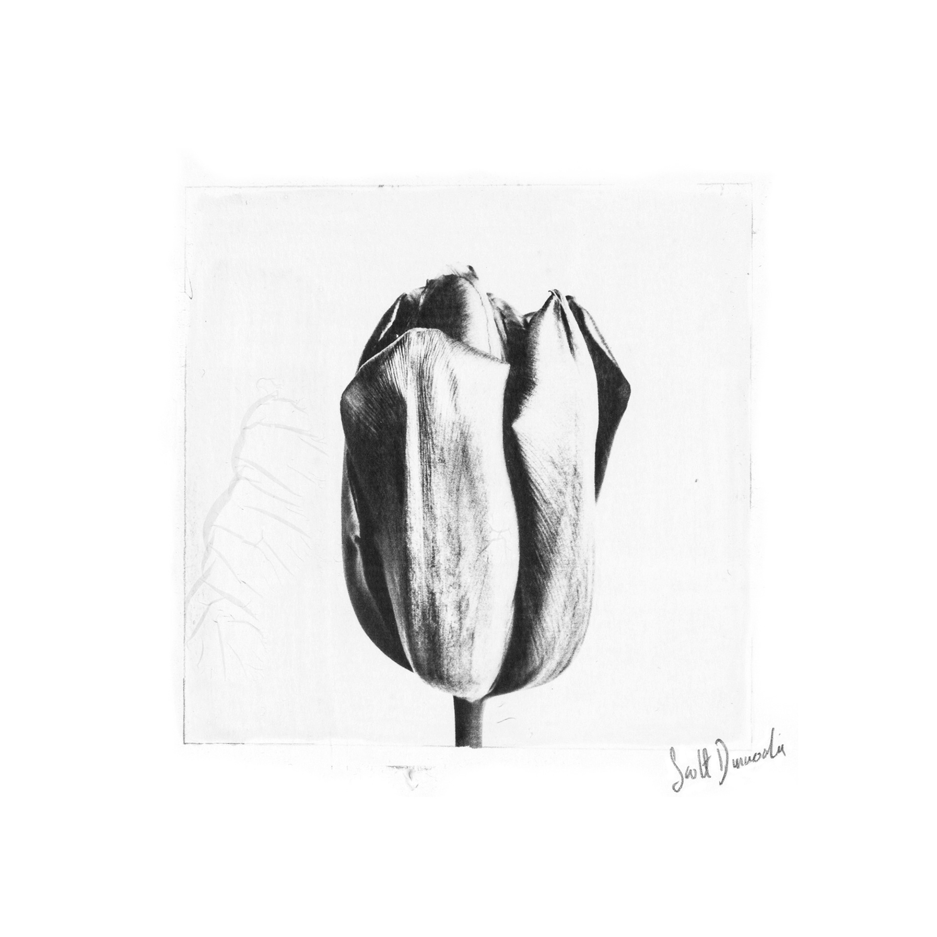 Tulip
